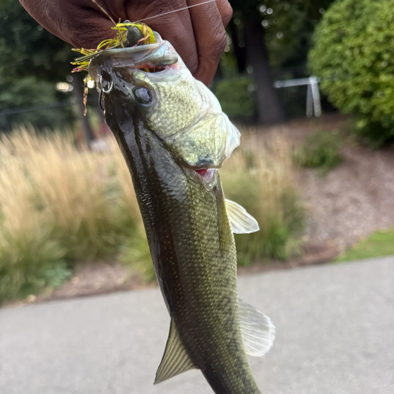 catch