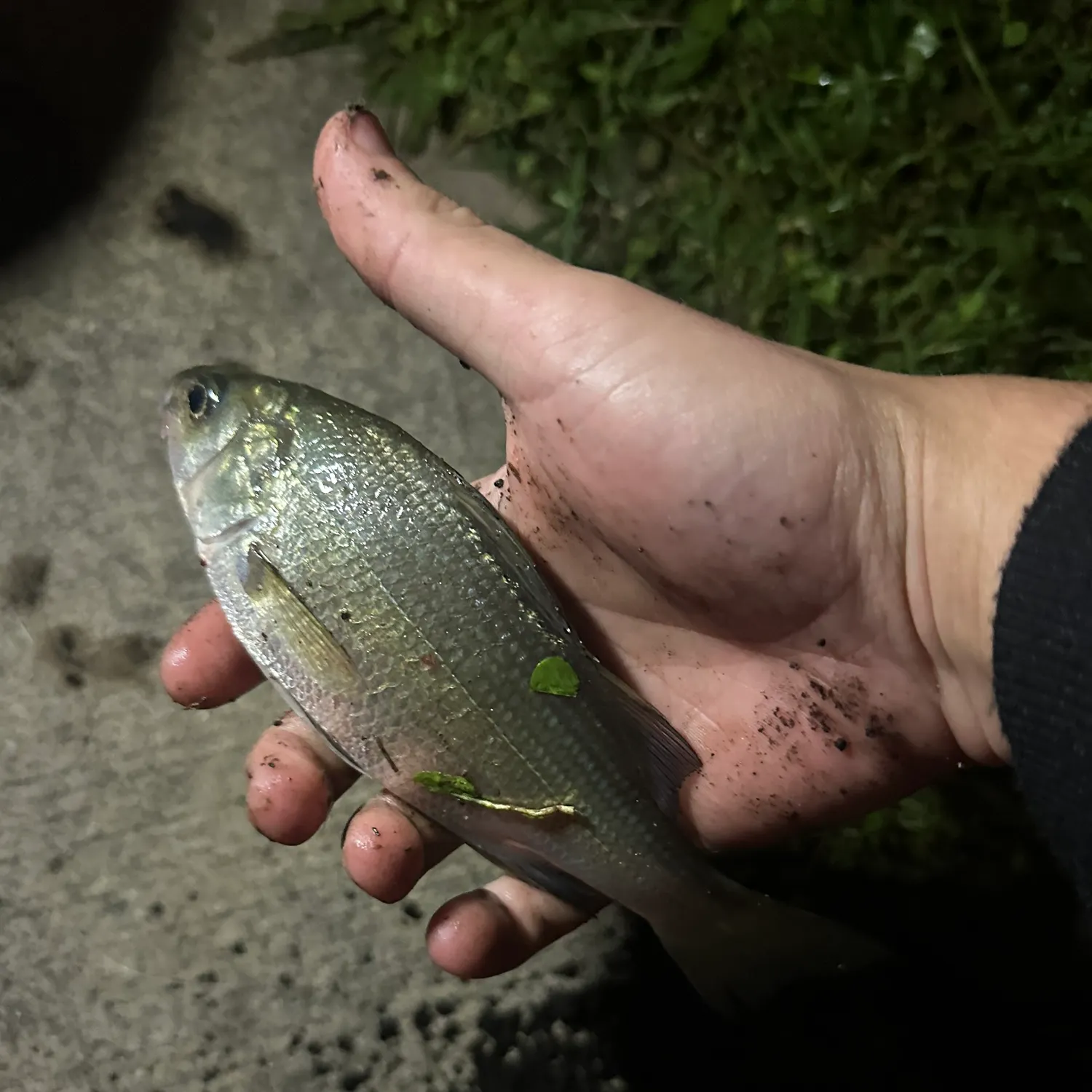 White perch caught on Fishbrain