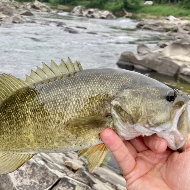 The most recent Neosho bass catches on Fishbrain