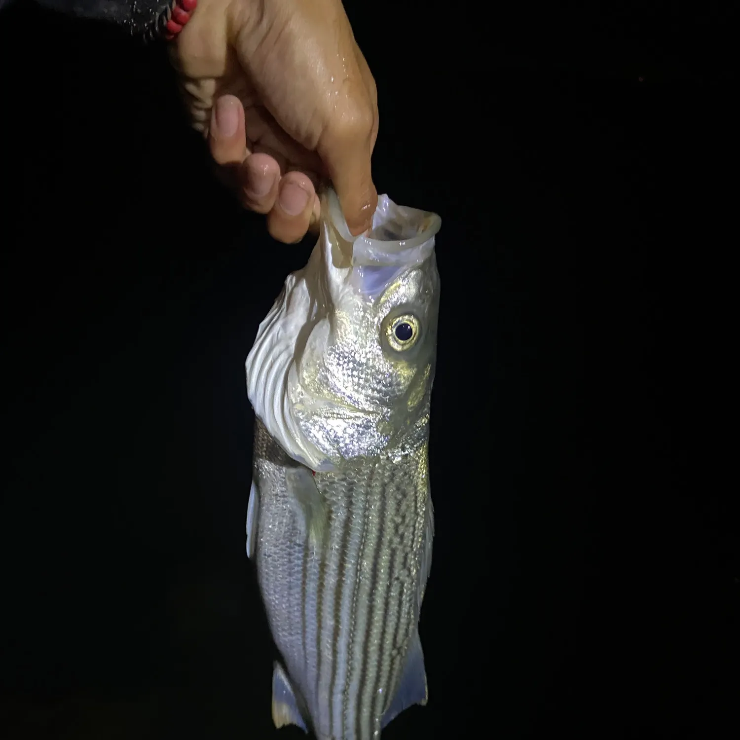 Striped bass caught on Fishbrain