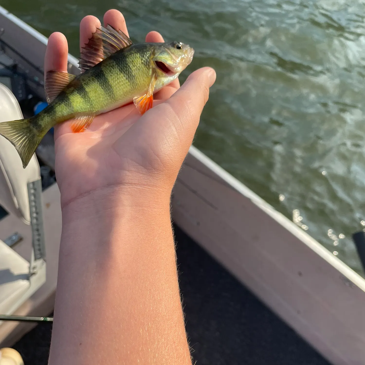 Yellow perch caught on Fishbrain