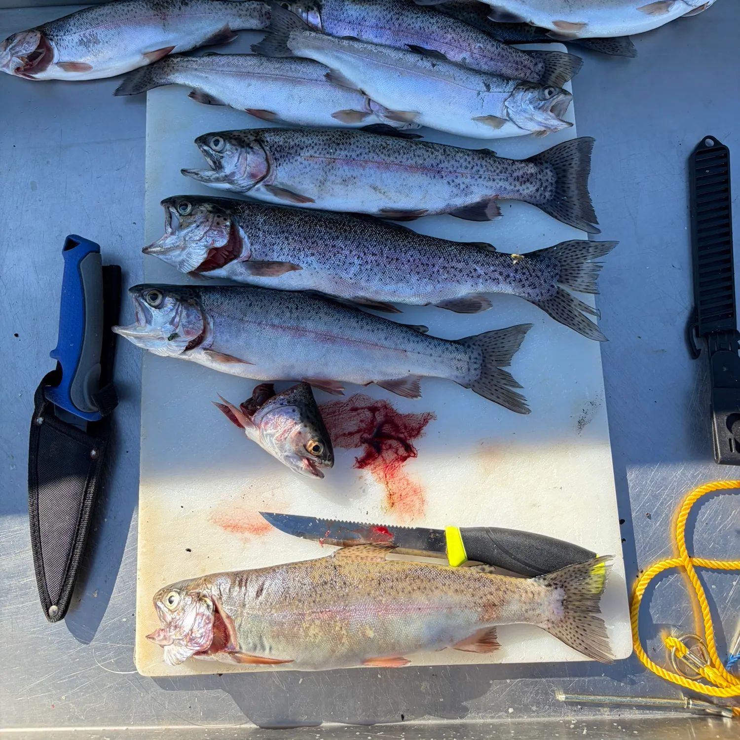 recently logged catches