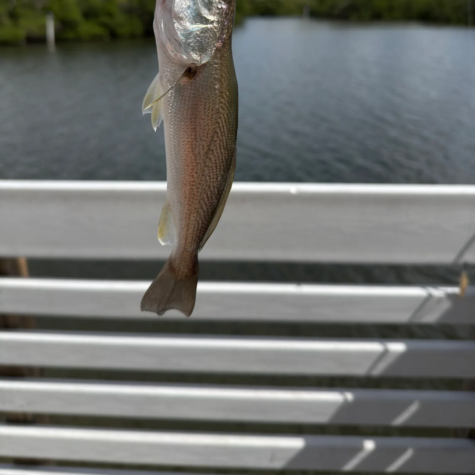 The most recent Gray weakfish catches on Fishbrain