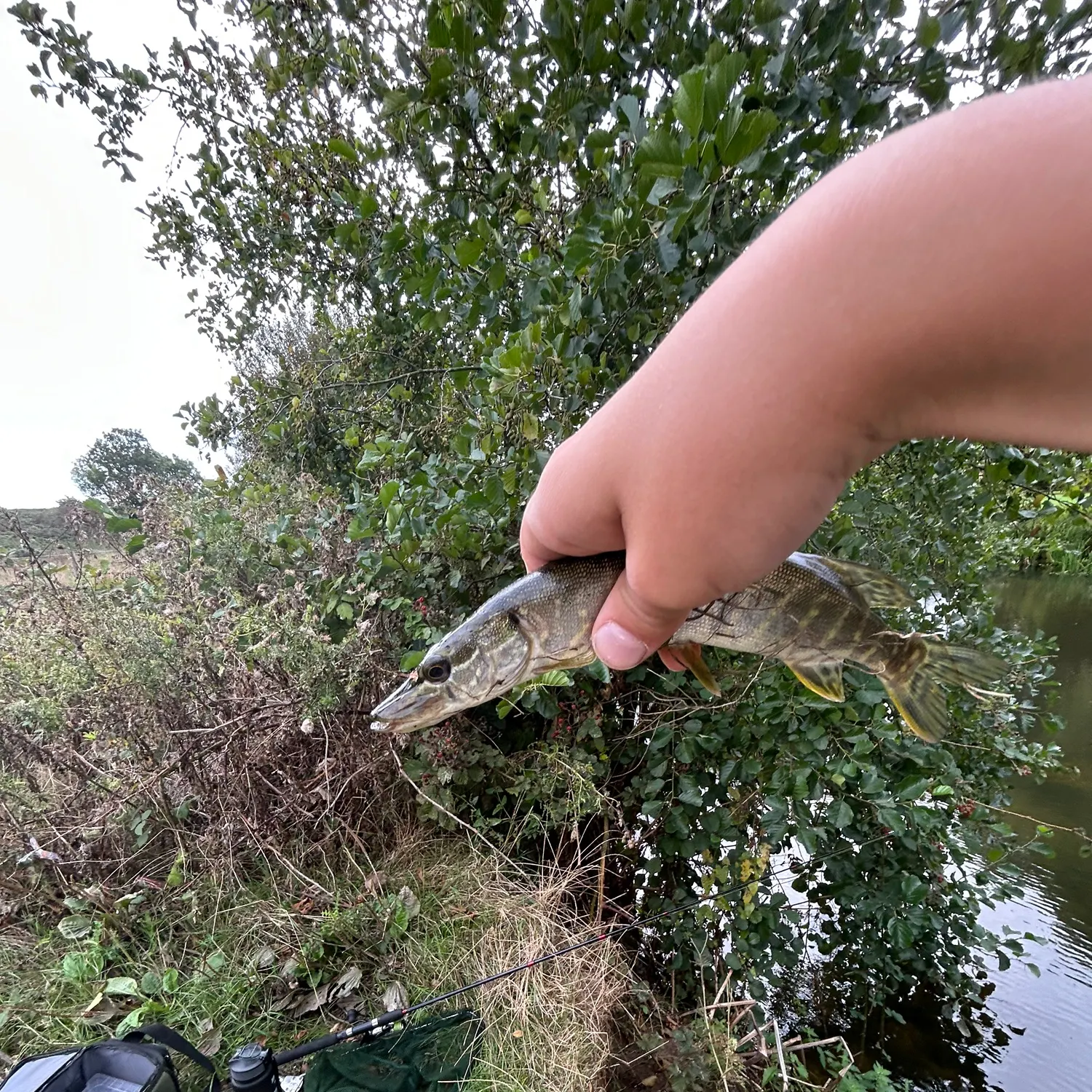 Northern pike caught on Fishbrain