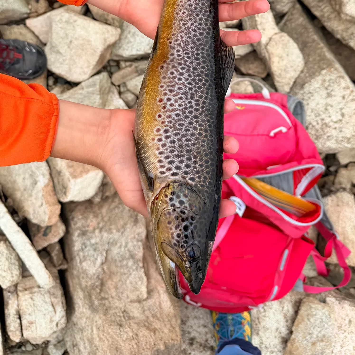 Brown trout caught on Fishbrain