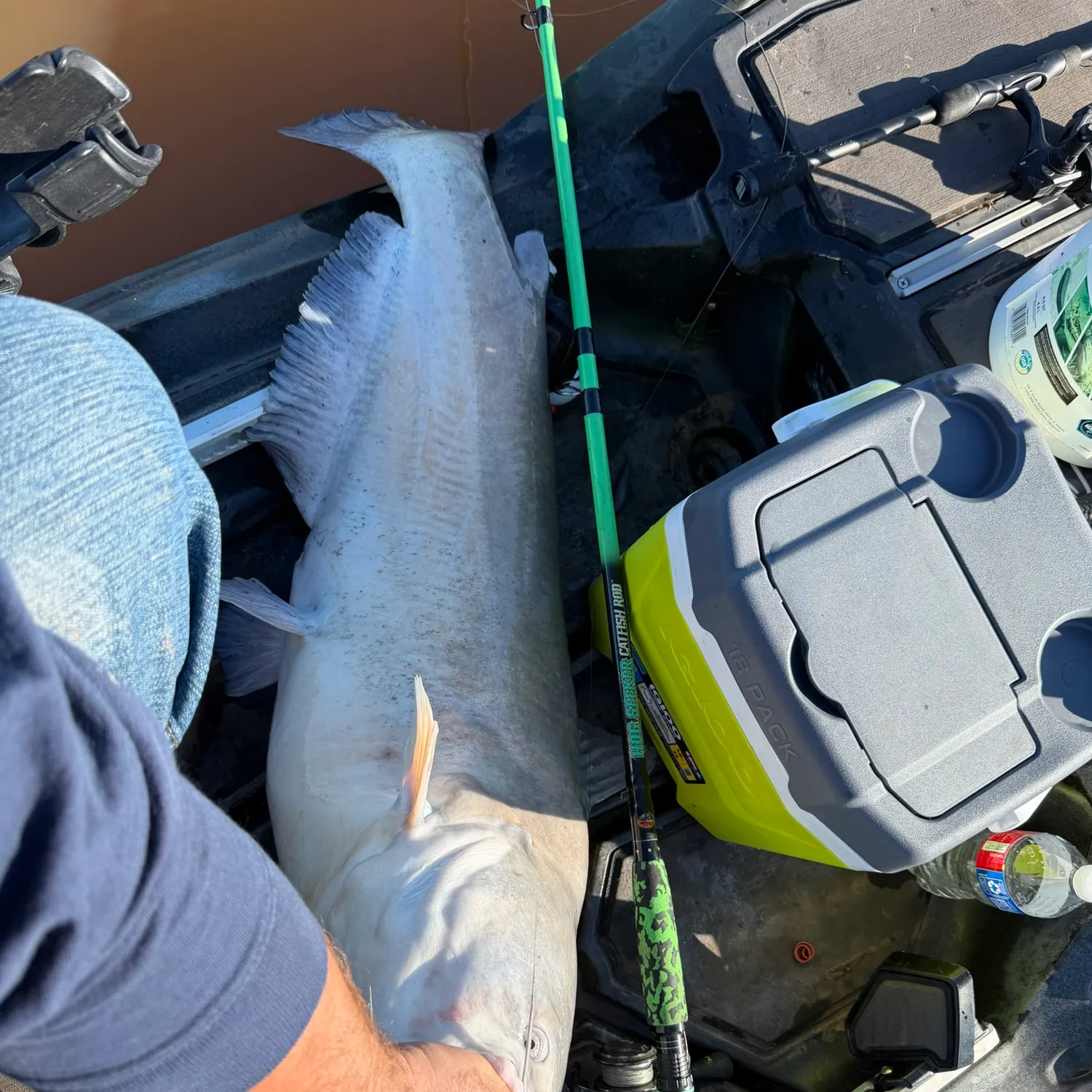 Blue catfish caught on Fishbrain