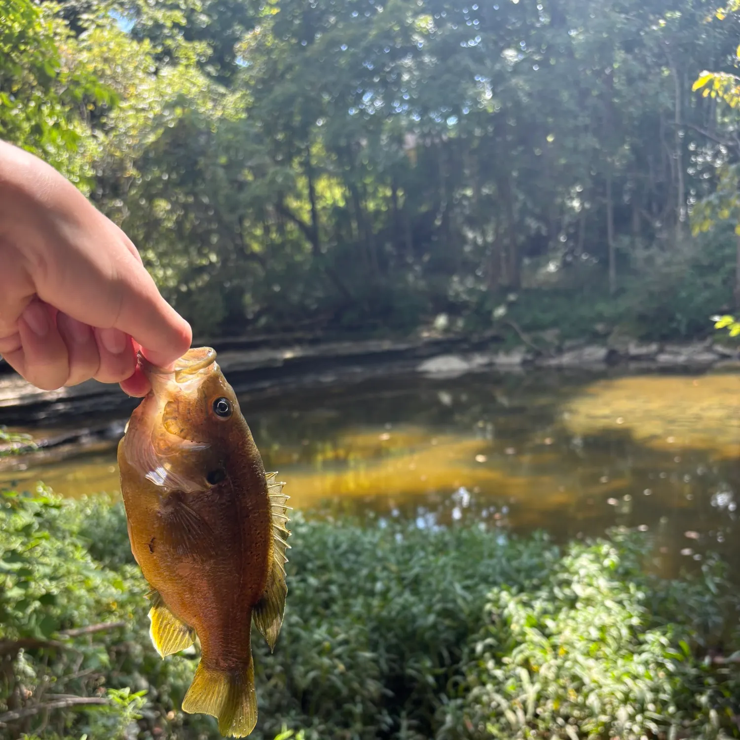 Green sunfish caught on Fishbrain