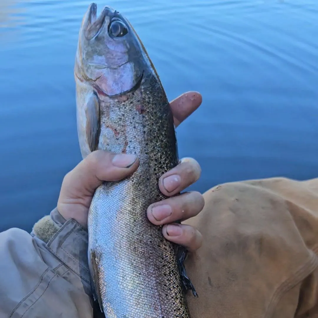Rainbow trout caught on Fishbrain