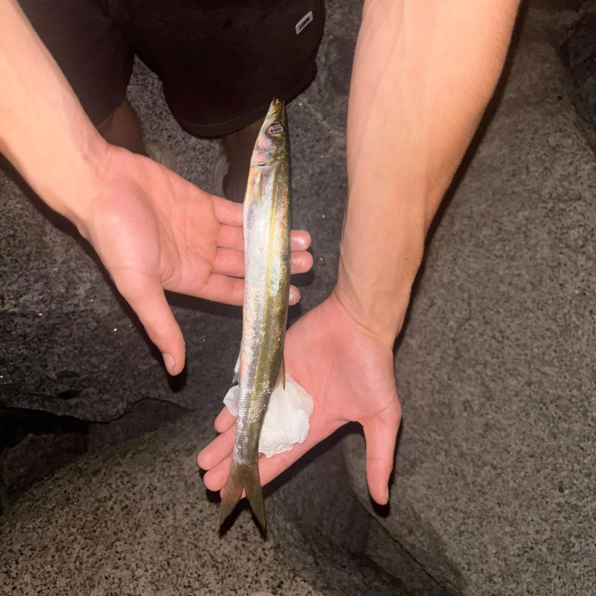 The most recent European barracuda catches on Fishbrain