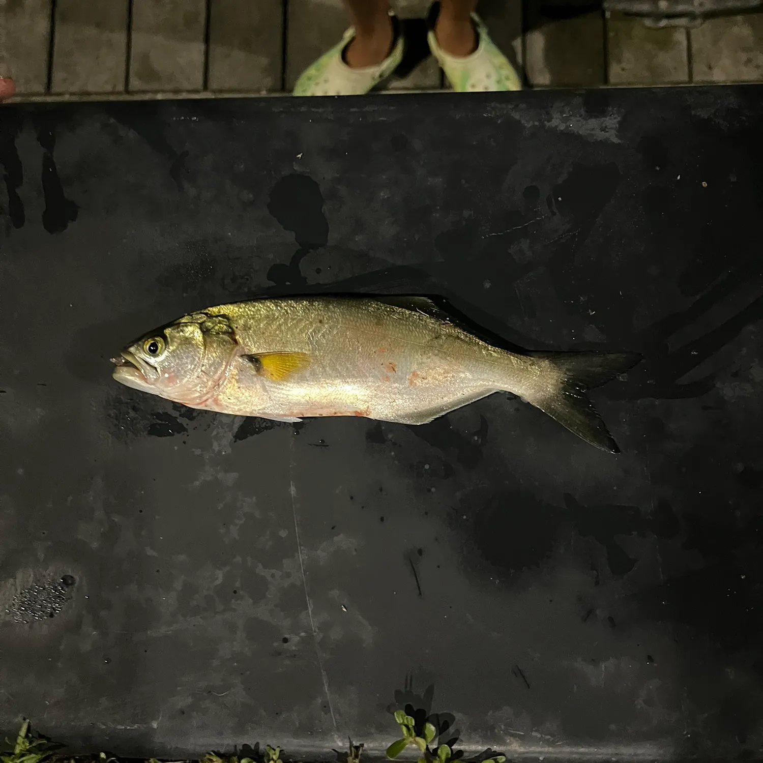 Bluefish caught on Fishbrain