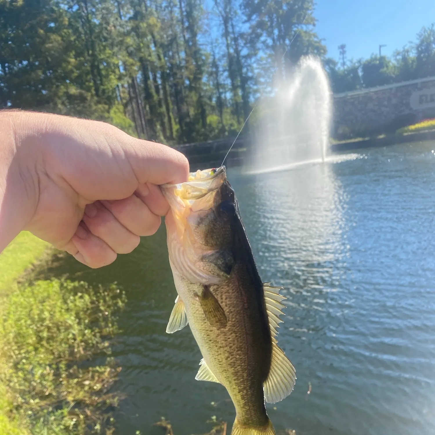 The most recent Florida bass catches on Fishbrain