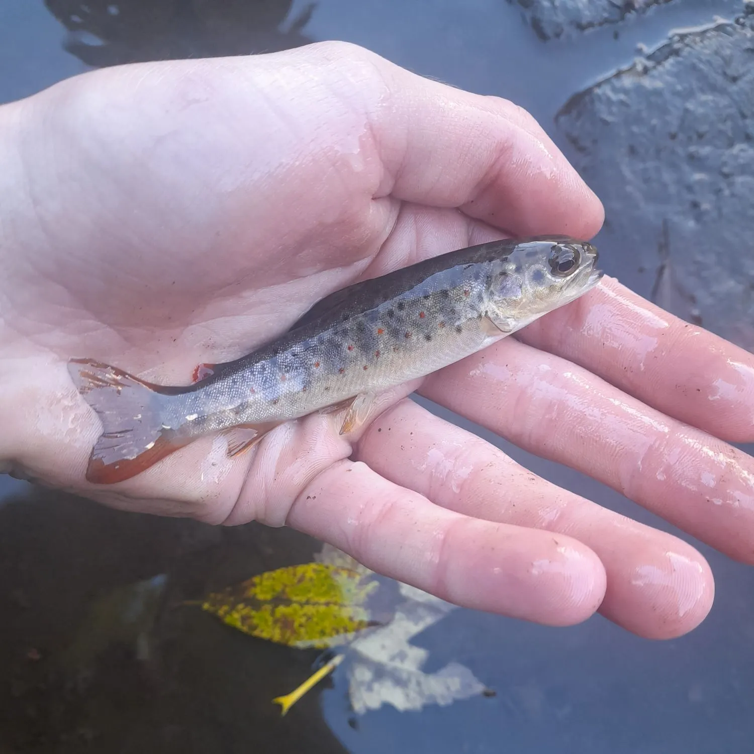 Brown trout caught on Fishbrain