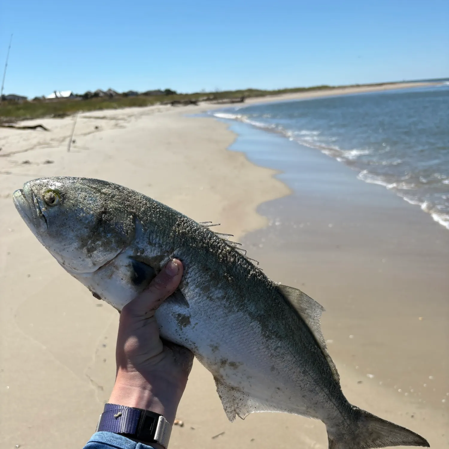 Bluefish caught on Fishbrain