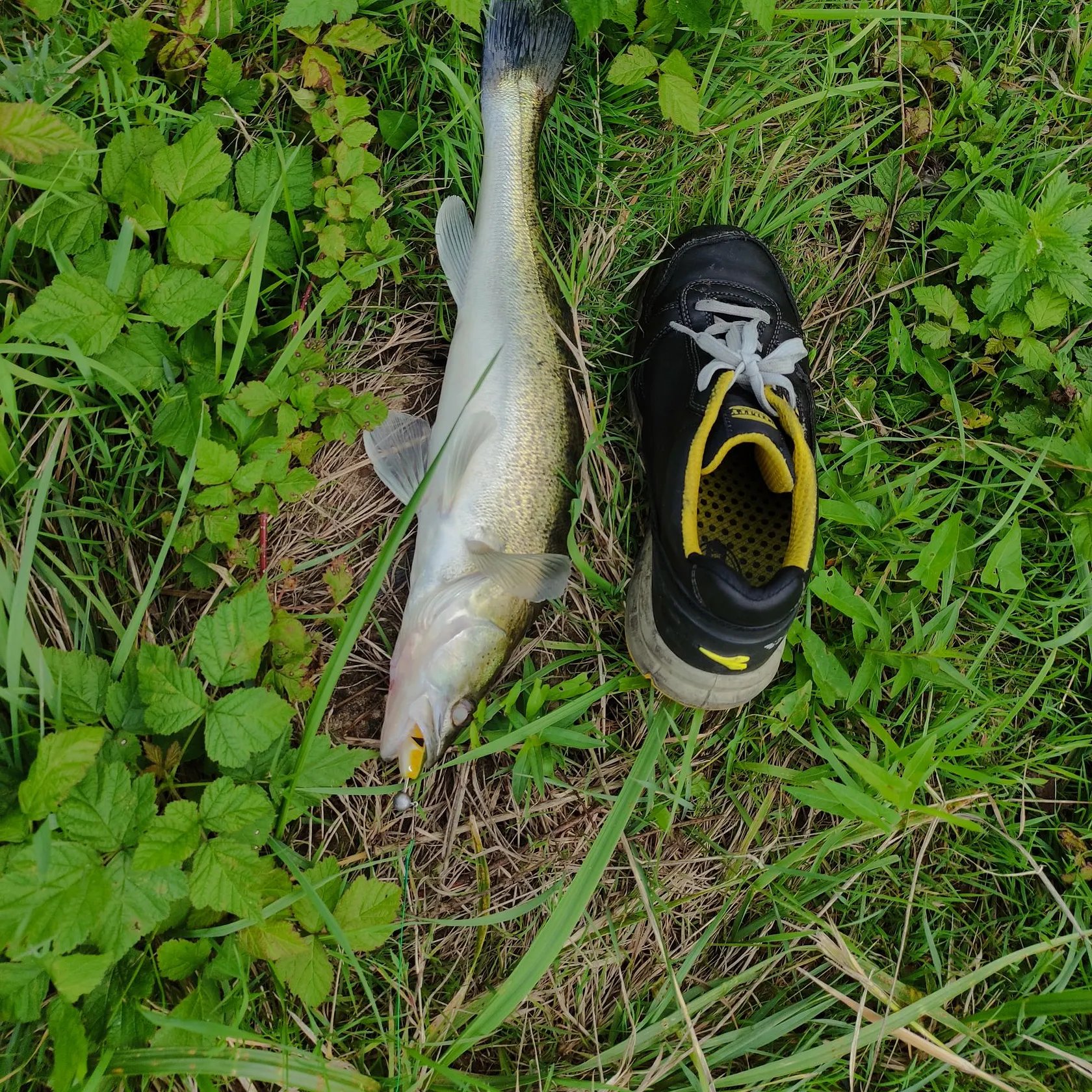 Zander caught on Fishbrain