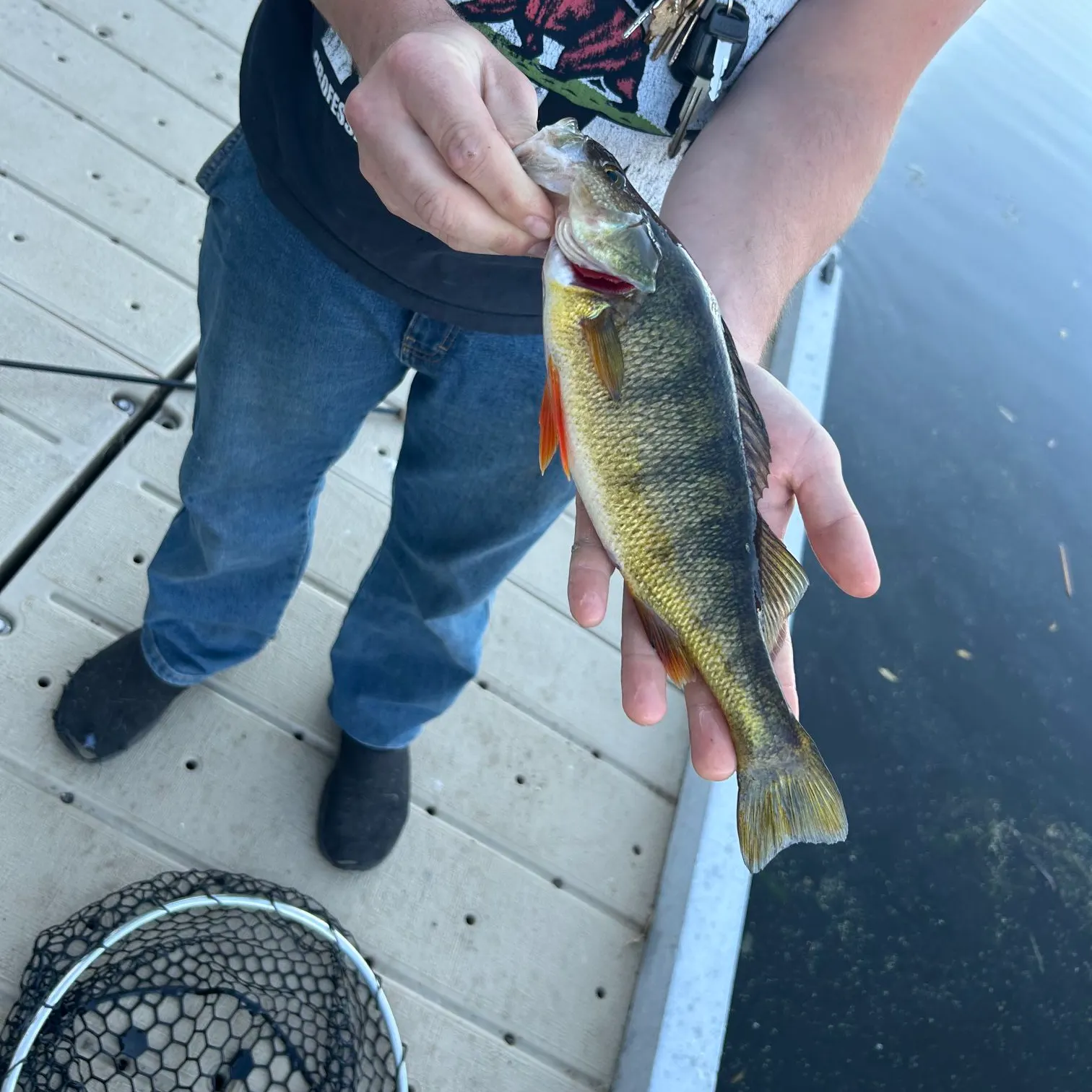 Yellow perch caught on Fishbrain