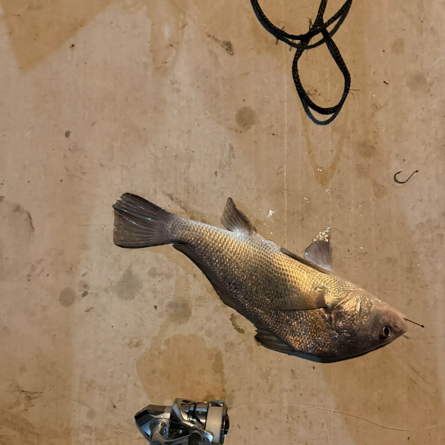 The most recent Freshwater drum catches on Fishbrain