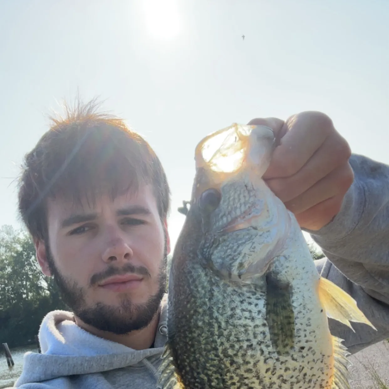 Black crappie caught on Fishbrain