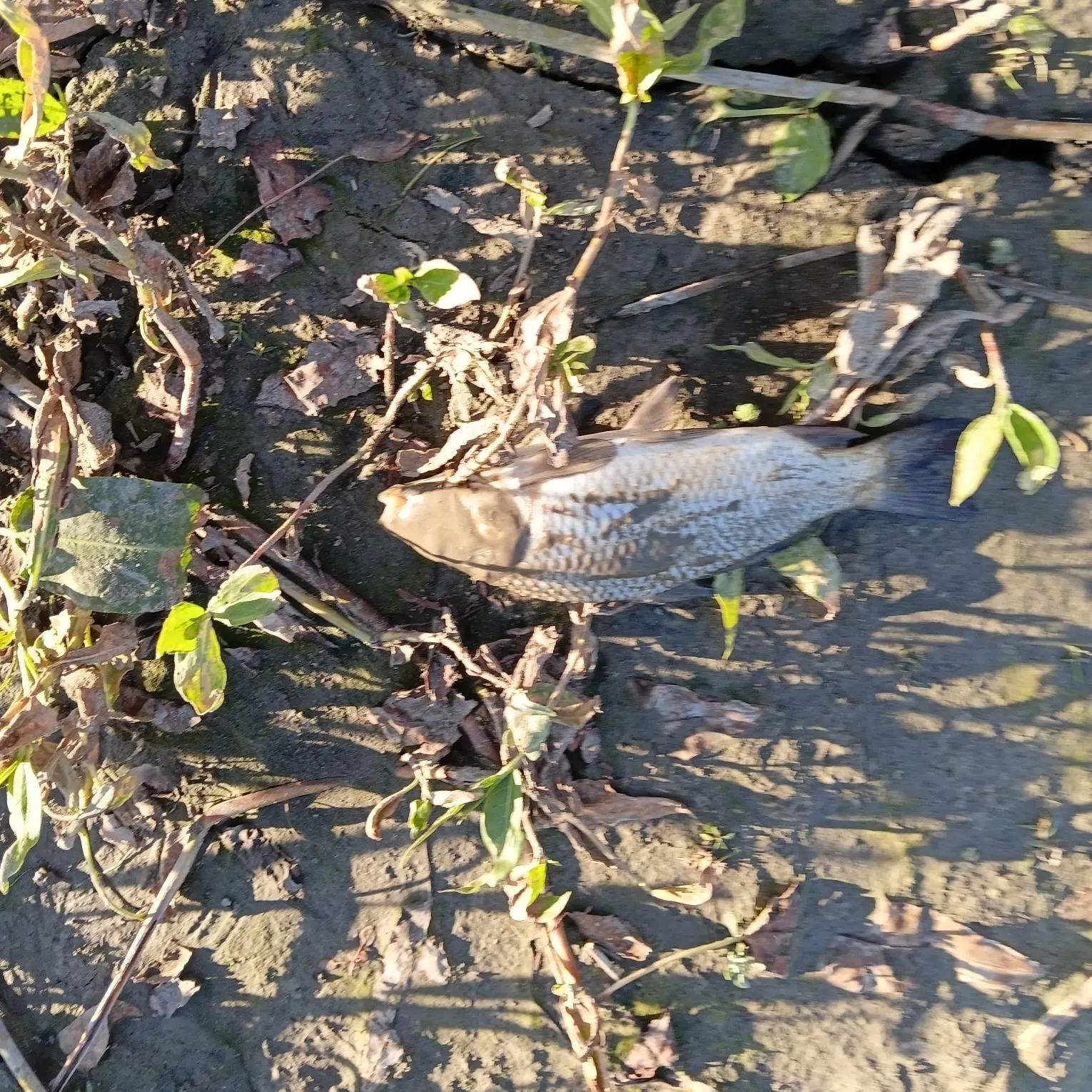 Common carp caught on Fishbrain