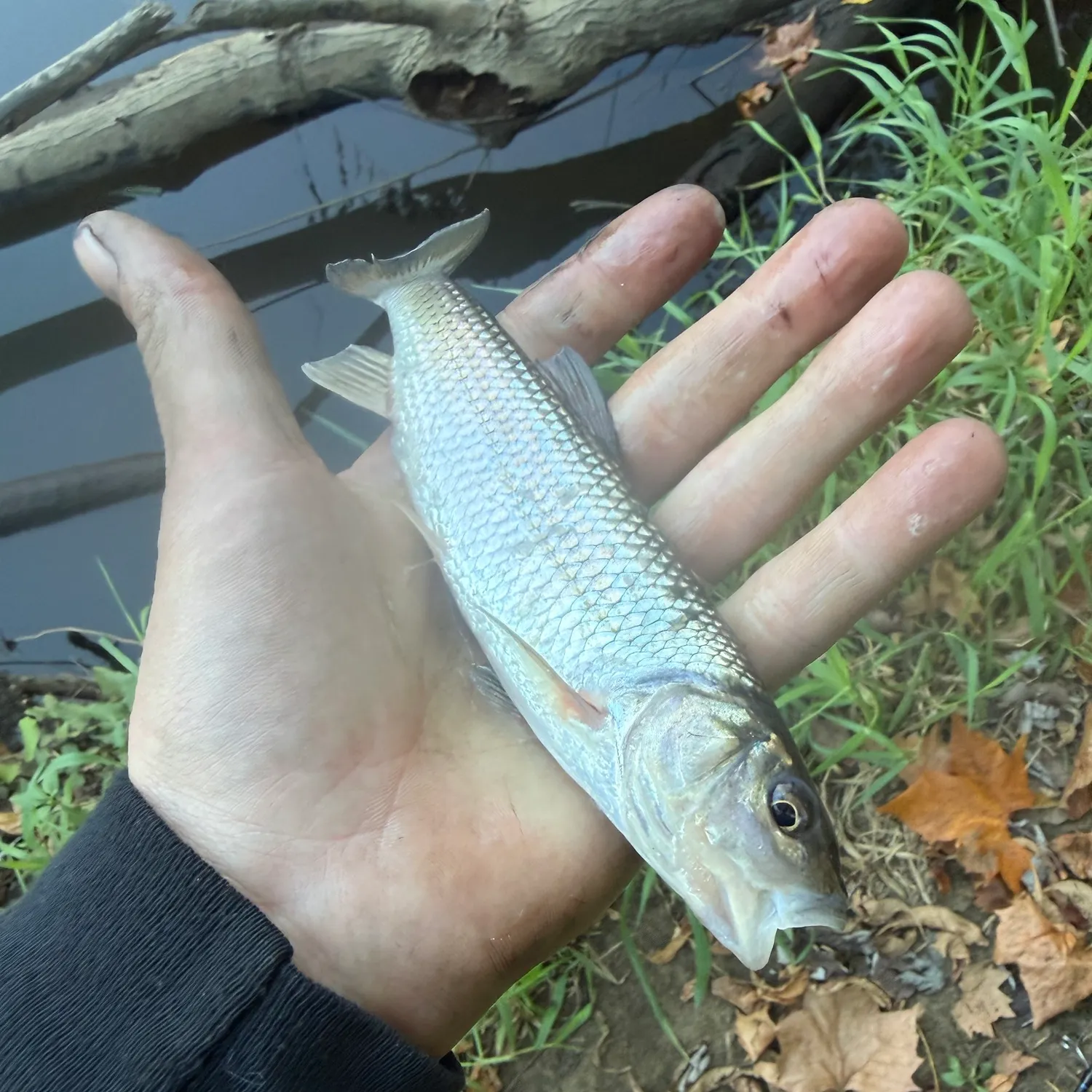 Fallfish caught on Fishbrain
