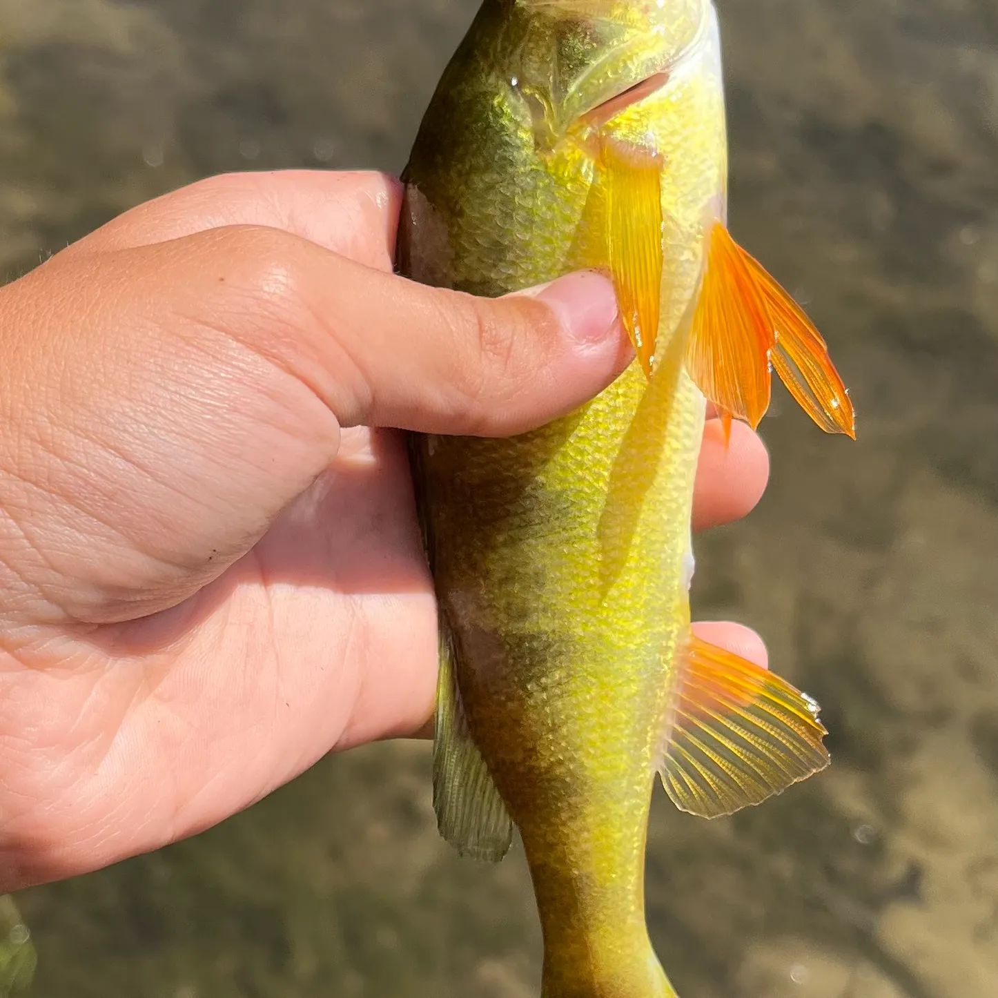 Yellow perch caught on Fishbrain