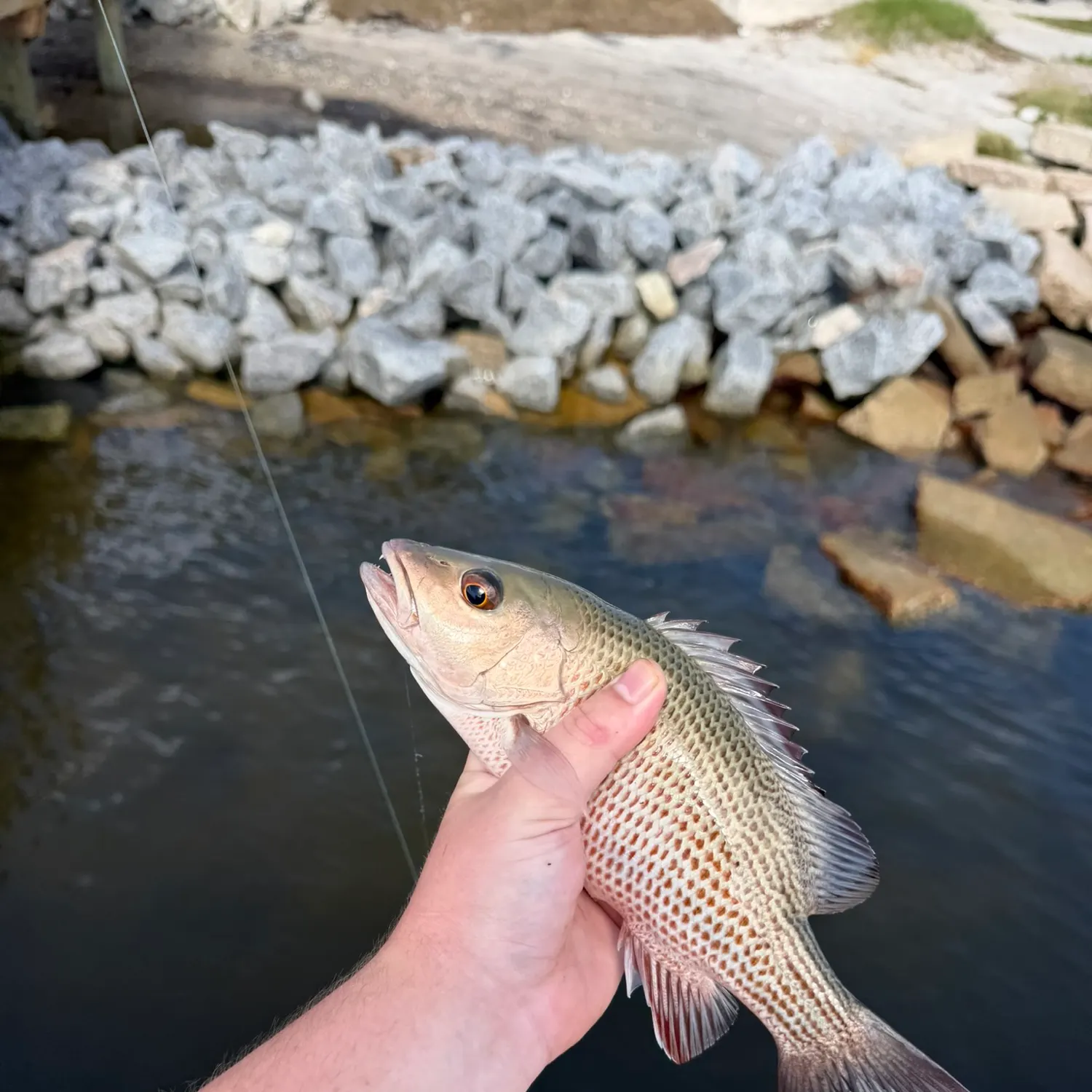 Mangrove snapper caught on Fishbrain