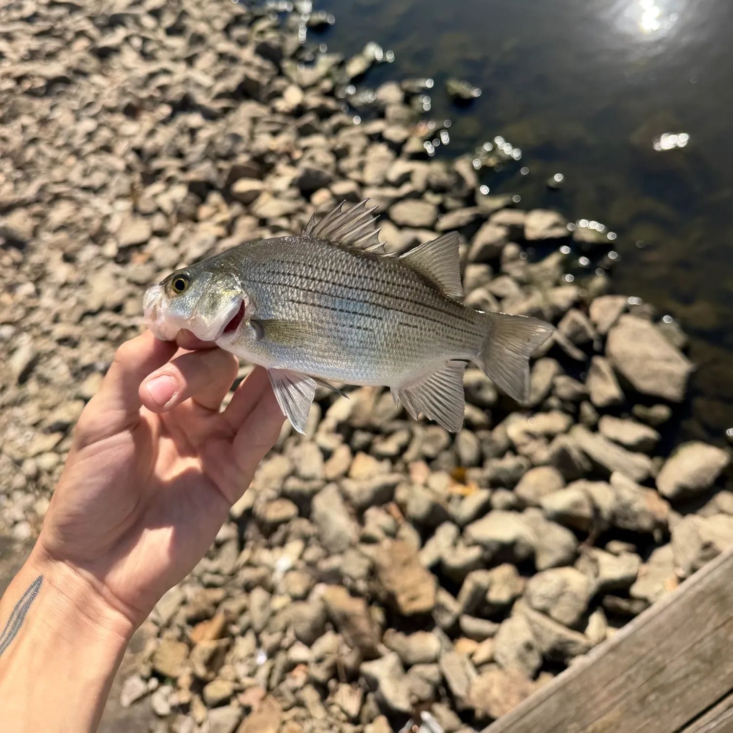 White bass caught on Fishbrain