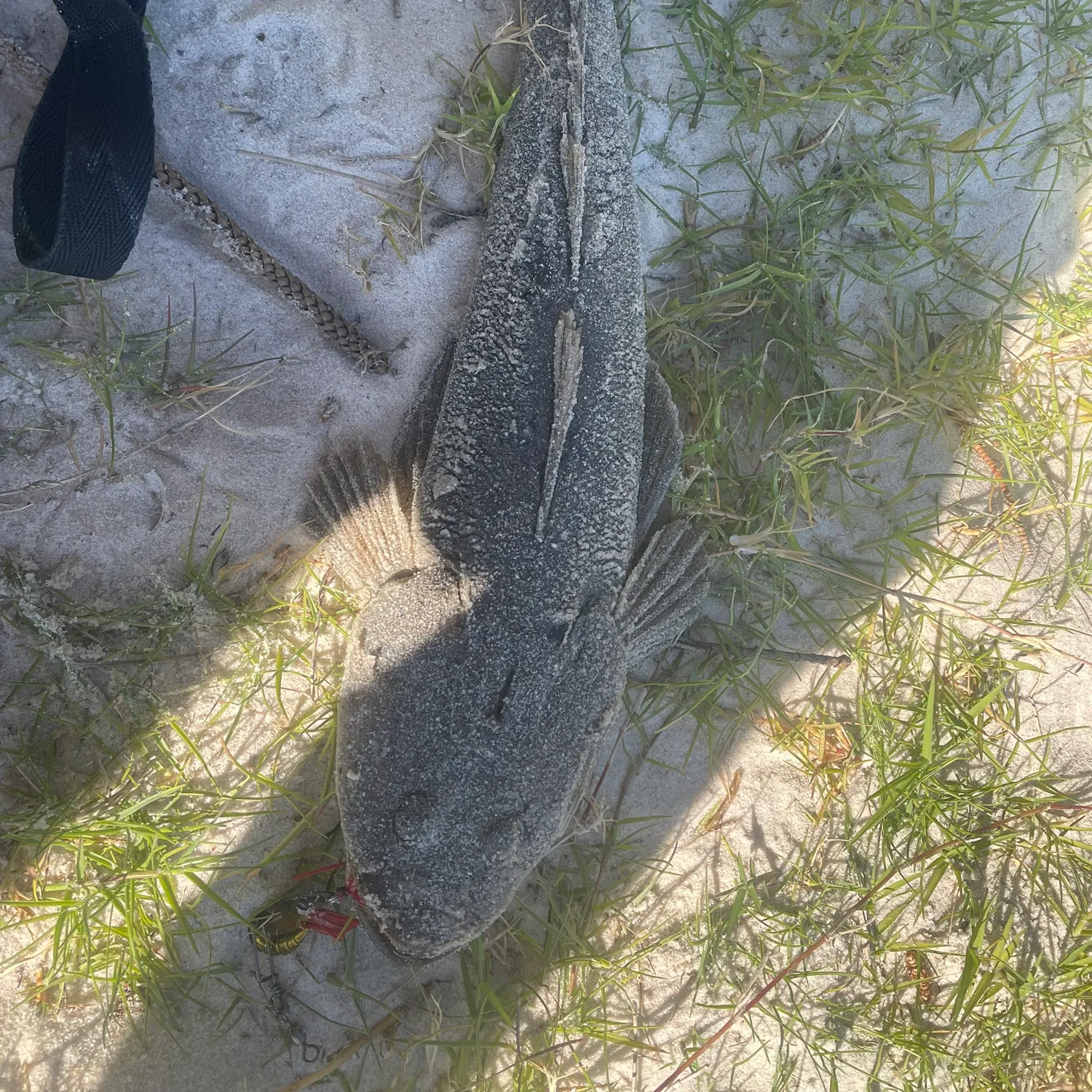 The most recent Bartail flathead catches on Fishbrain