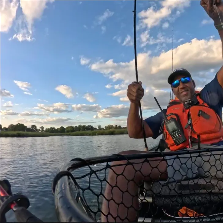 Summer flounder caught on Fishbrain