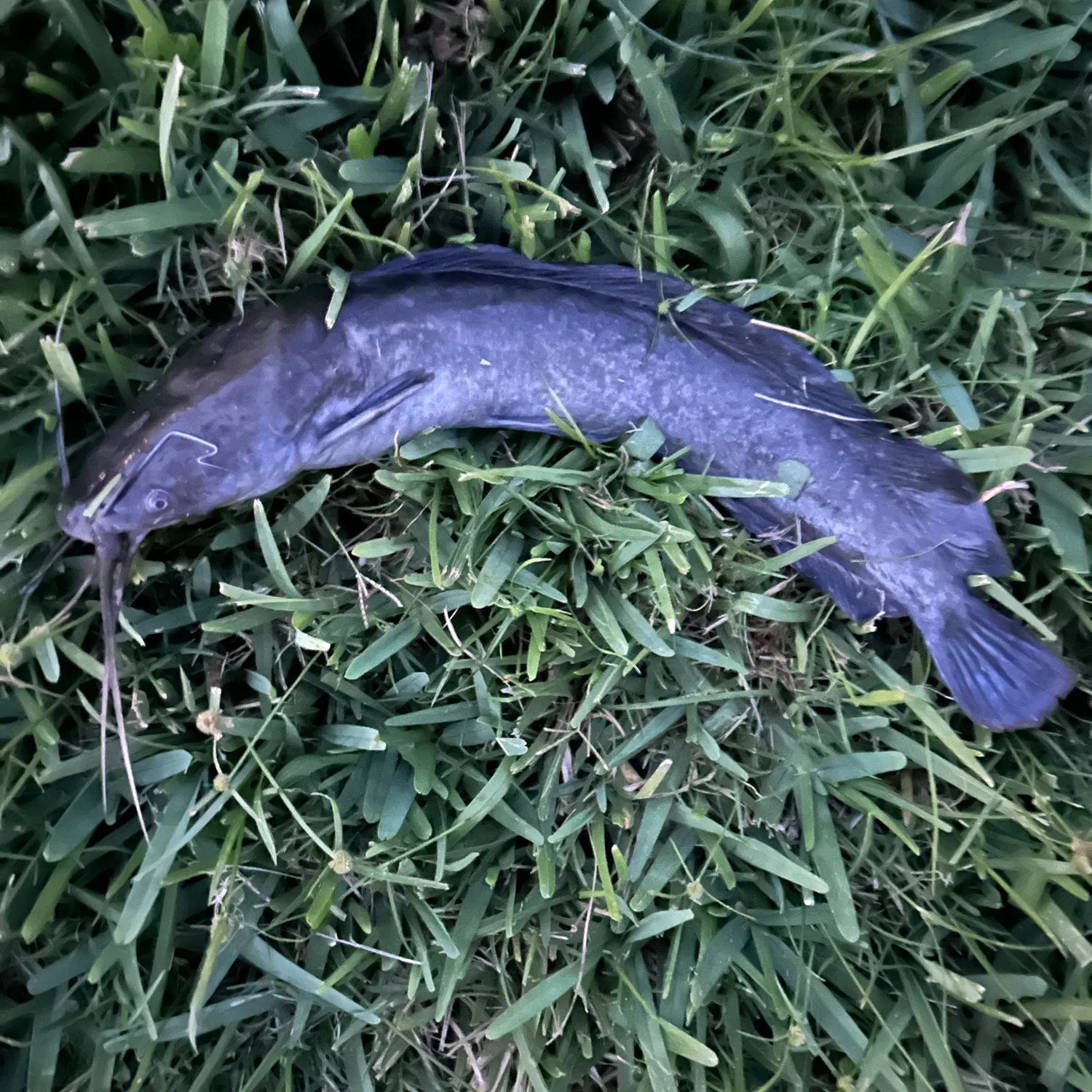The most popular recent Walking catfish catch on Fishbrain