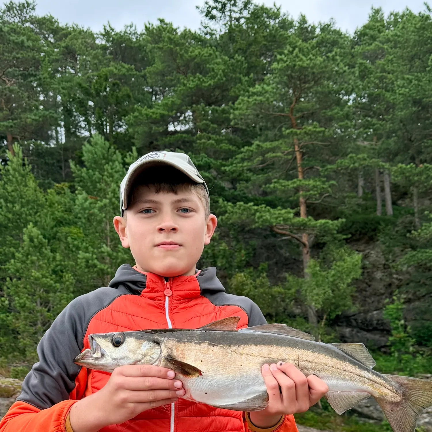 Pollack caught on Fishbrain