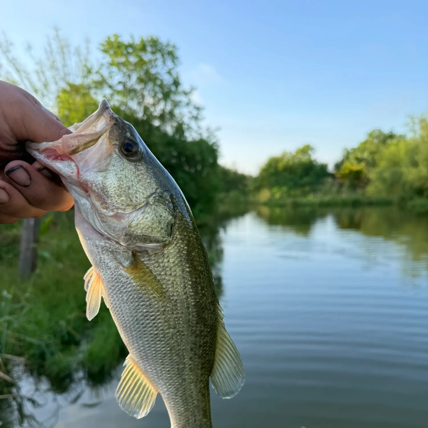 Largemouth bass caught on Fishbrain