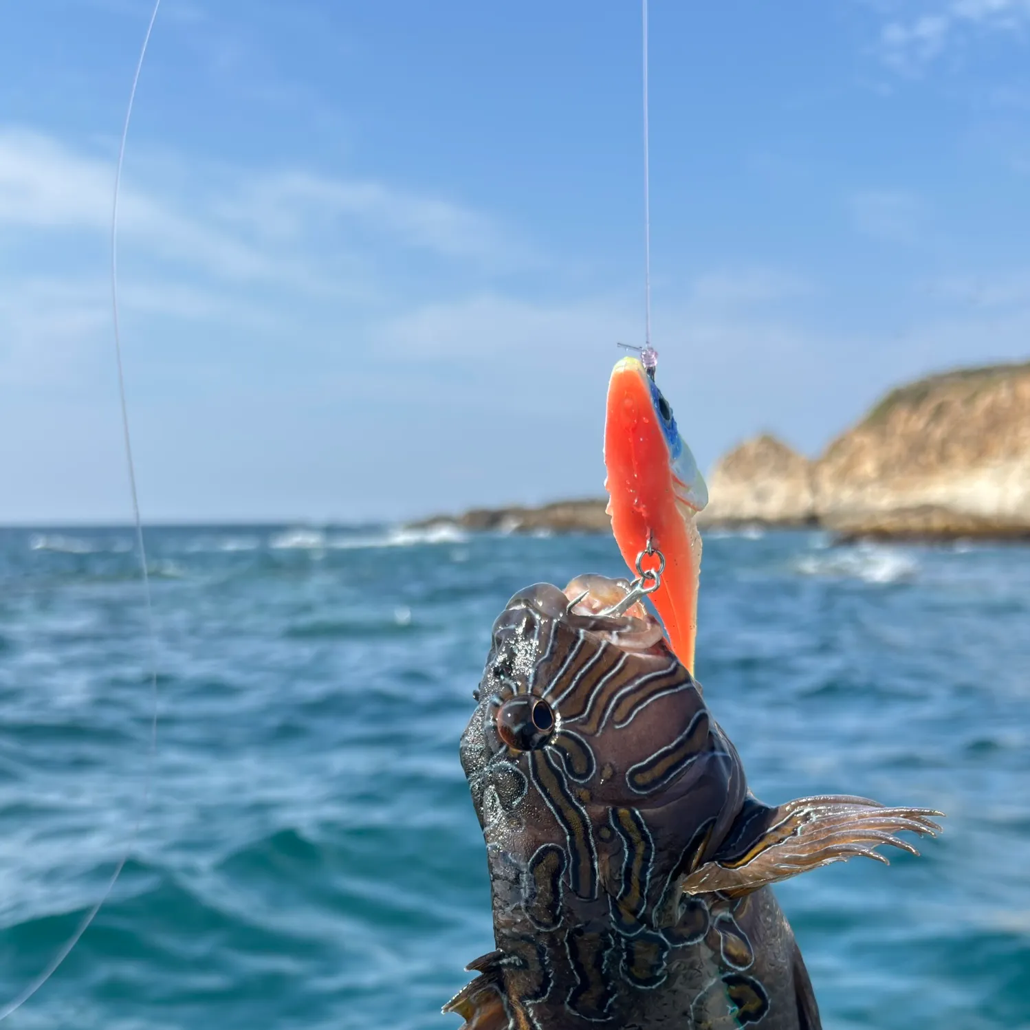 The most recent Coral hind catches on Fishbrain