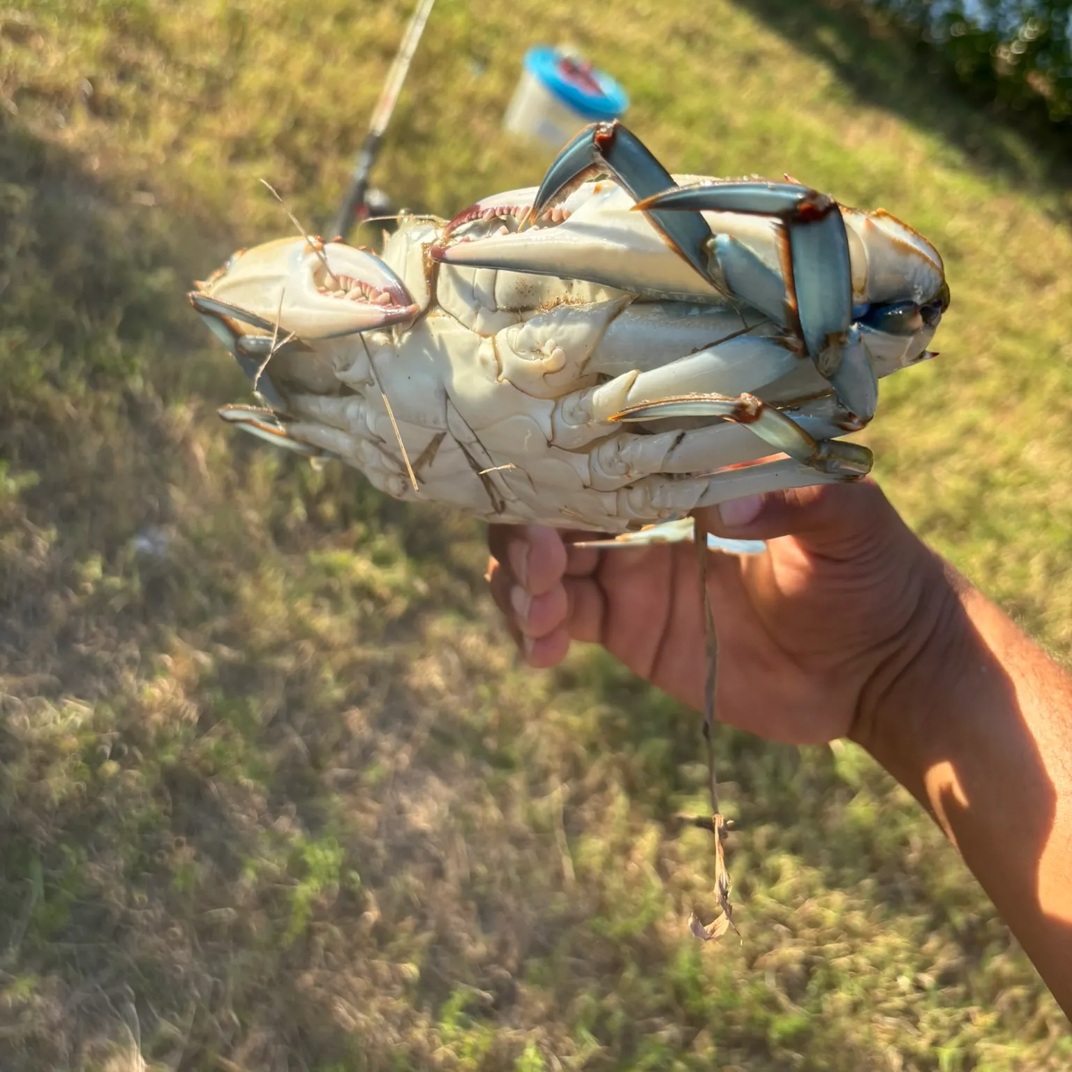 The most recent Blue crab catches on Fishbrain