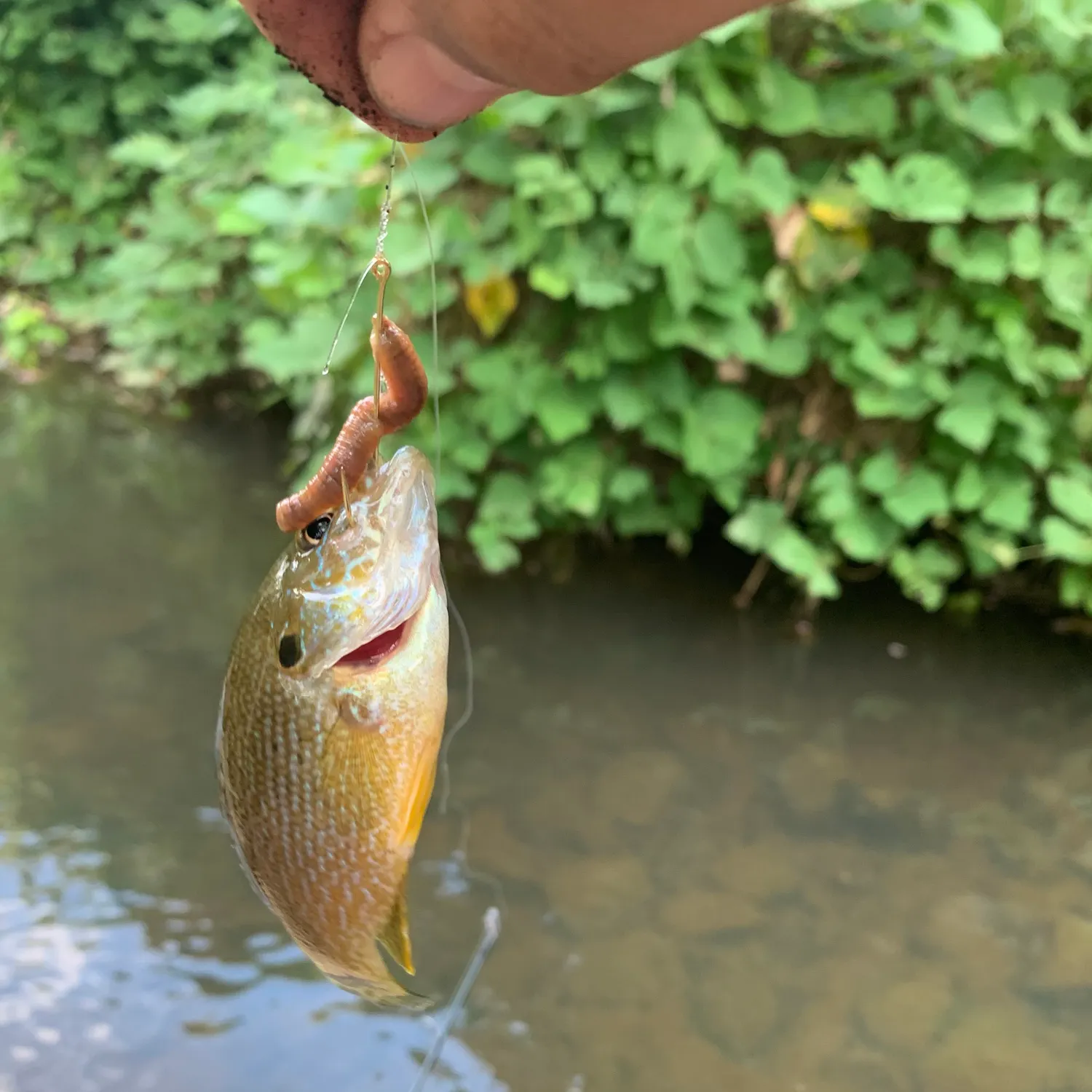 Green sunfish caught on Fishbrain