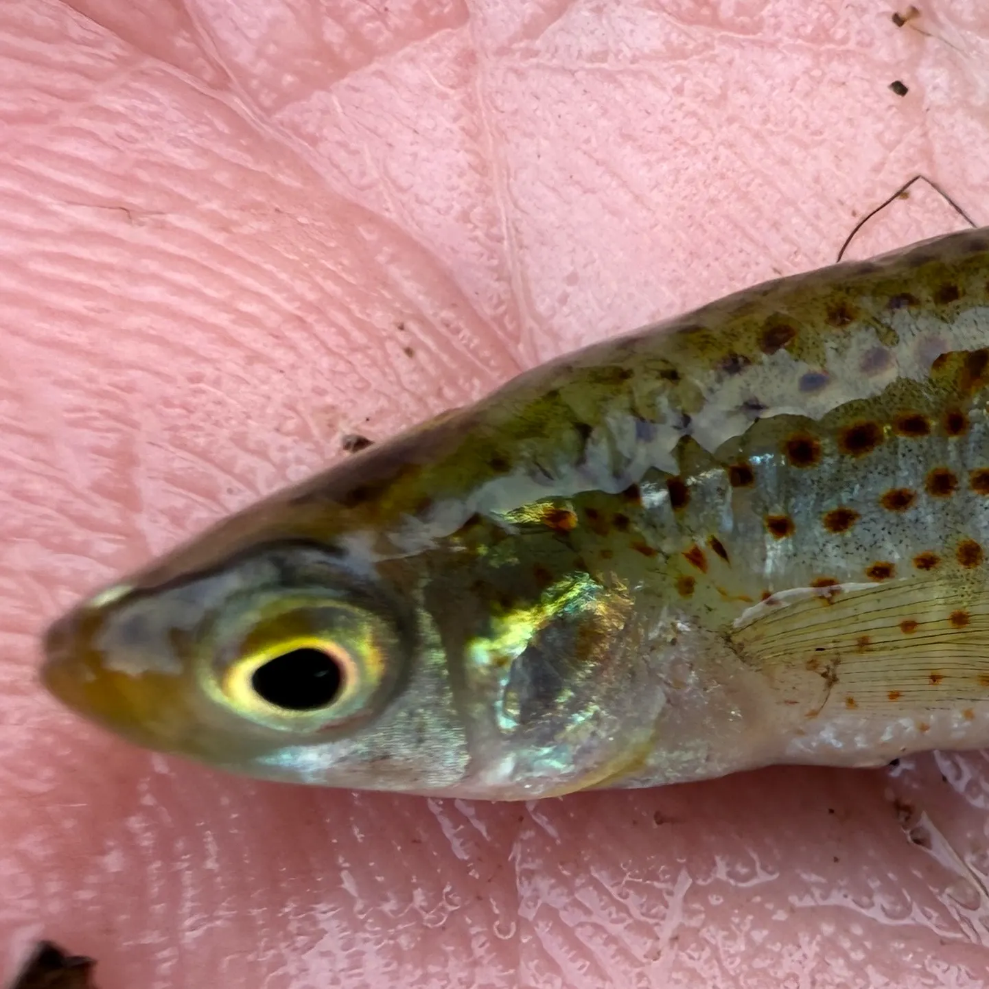 The most recent Golden topminnow catches on Fishbrain