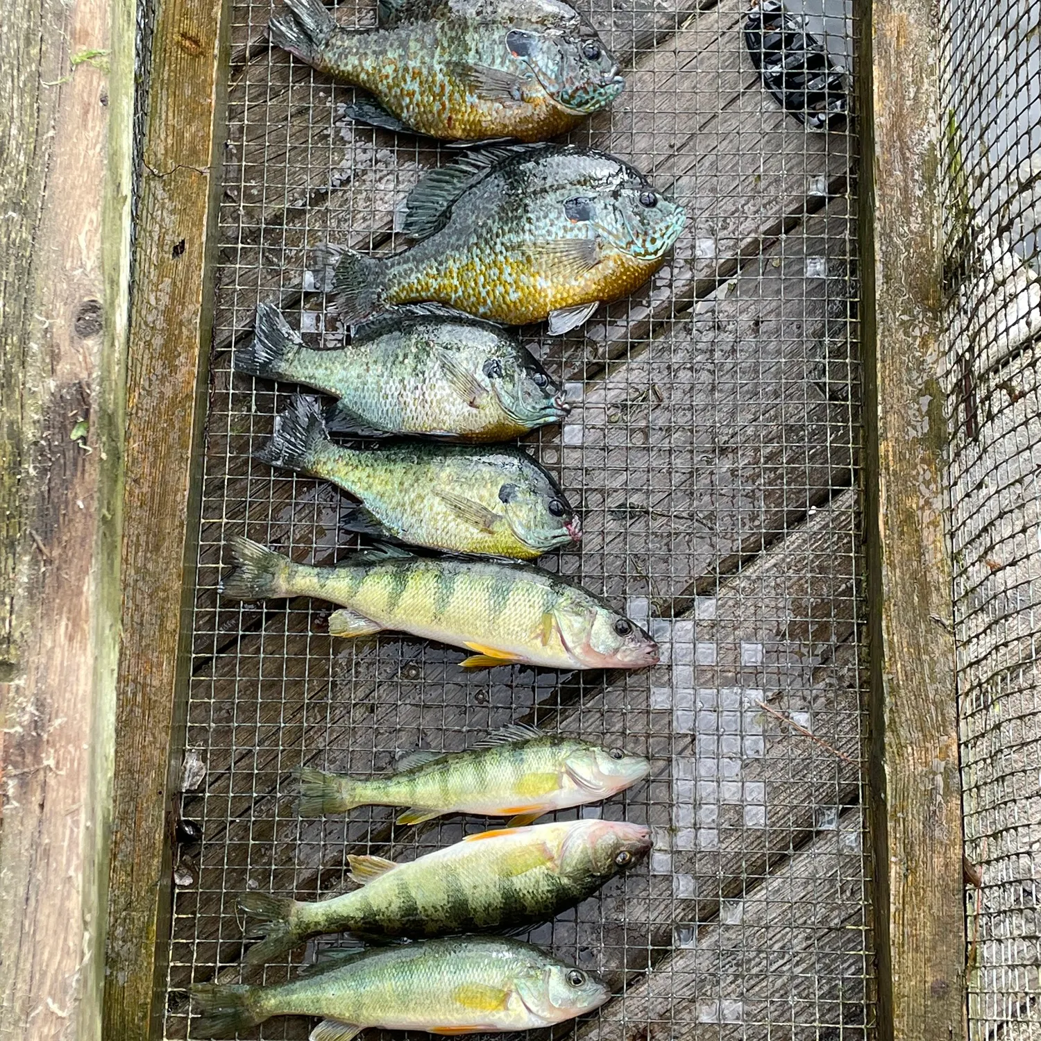recently logged catches