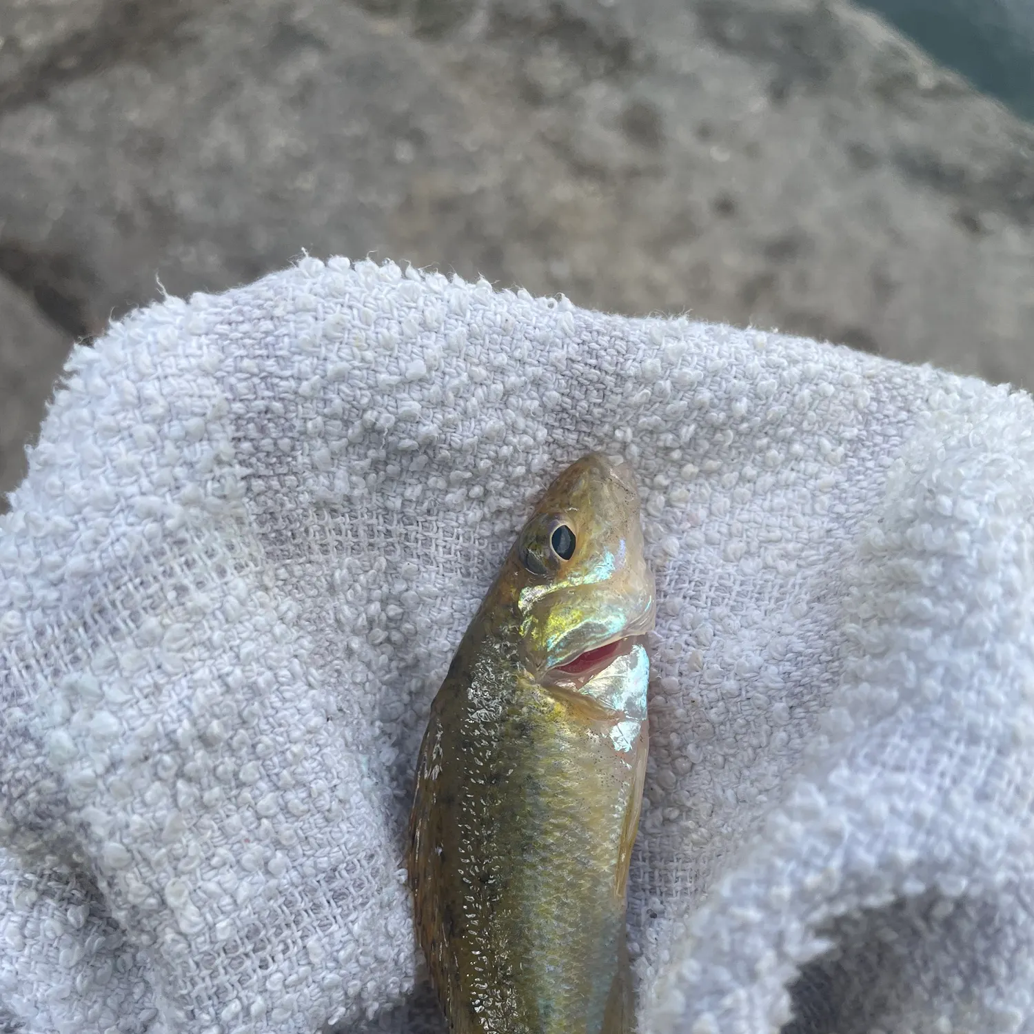 The most recent Gudgeon catches on Fishbrain