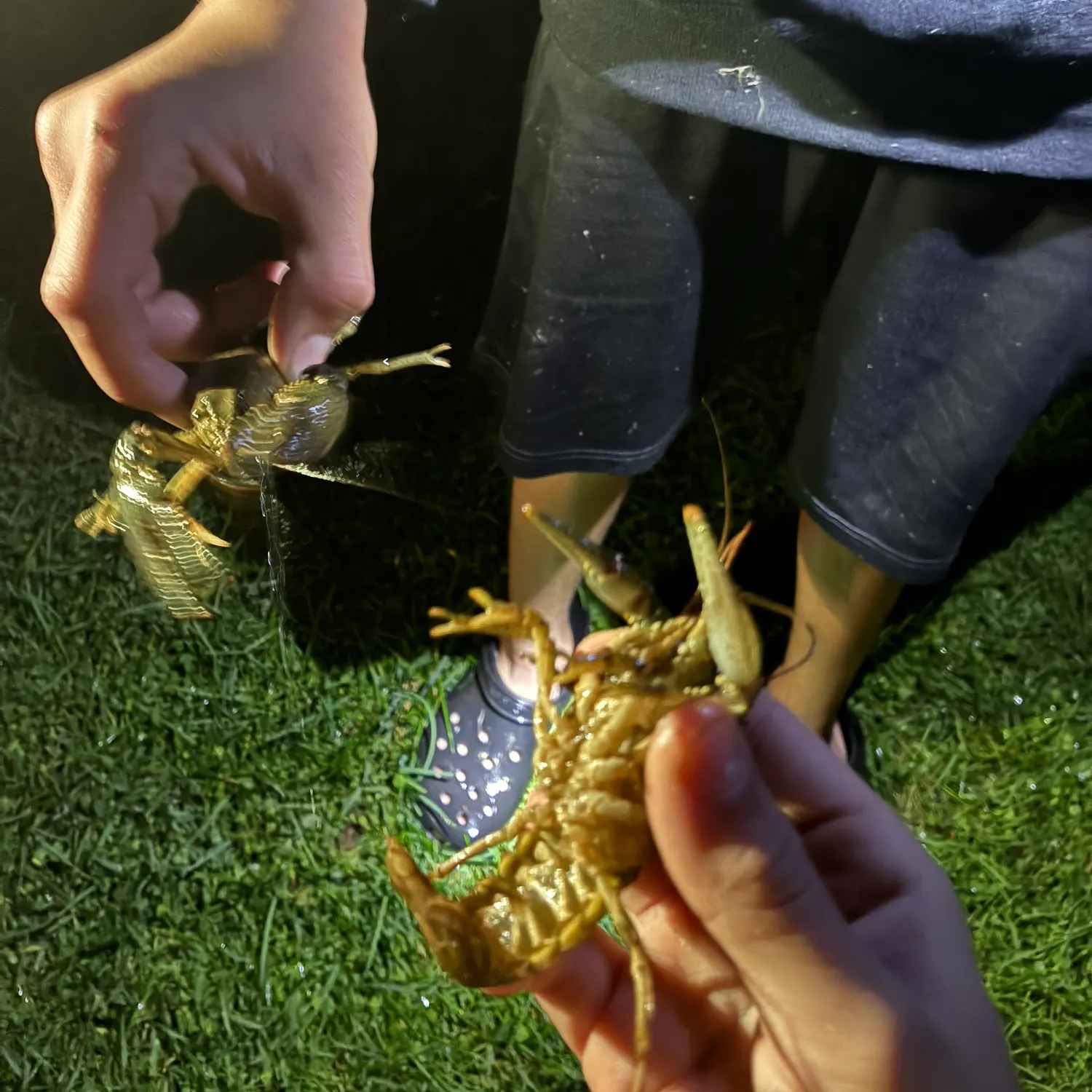 Signal crayfish caught on Fishbrain