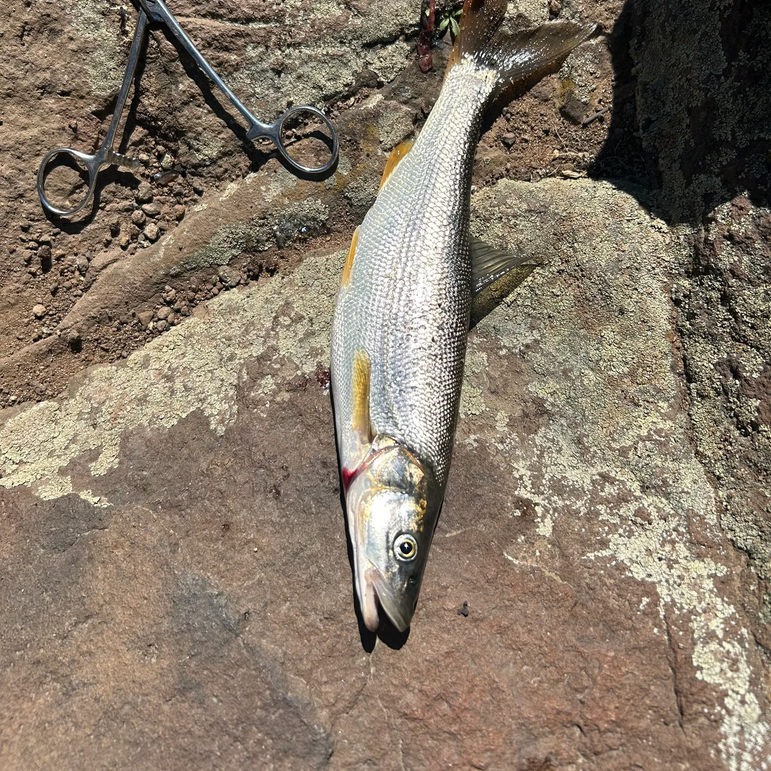 Northern pikeminnow caught on Fishbrain
