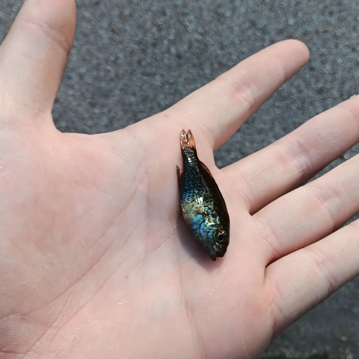 Pumpkinseed caught on Fishbrain