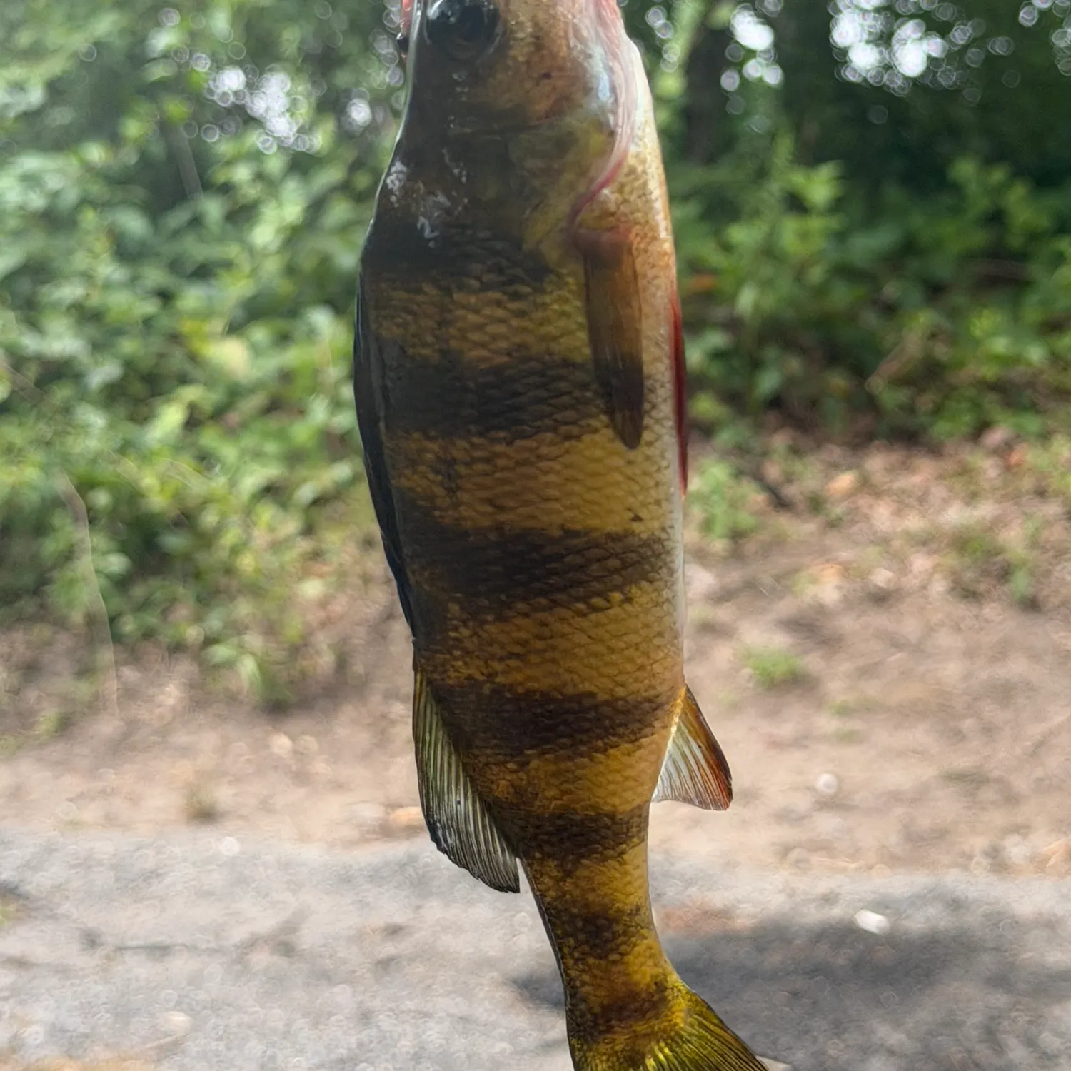 Yellow perch caught on Fishbrain