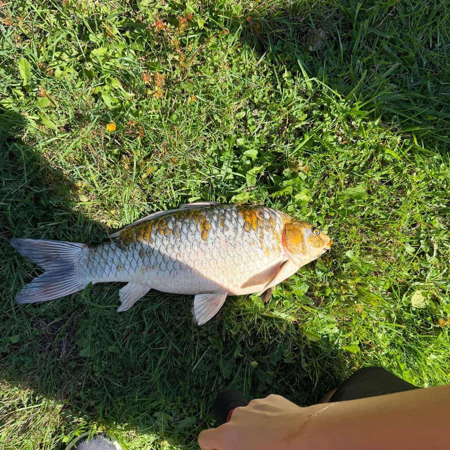 Koi carp caught on Fishbrain