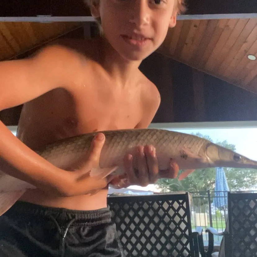 Shortnose gar caught on Fishbrain