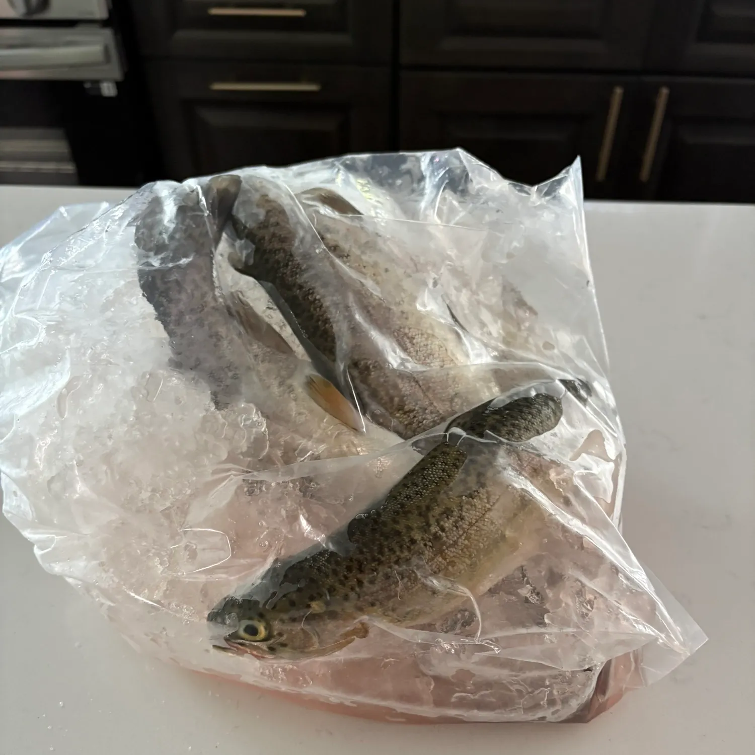 Rainbow trout caught on Fishbrain