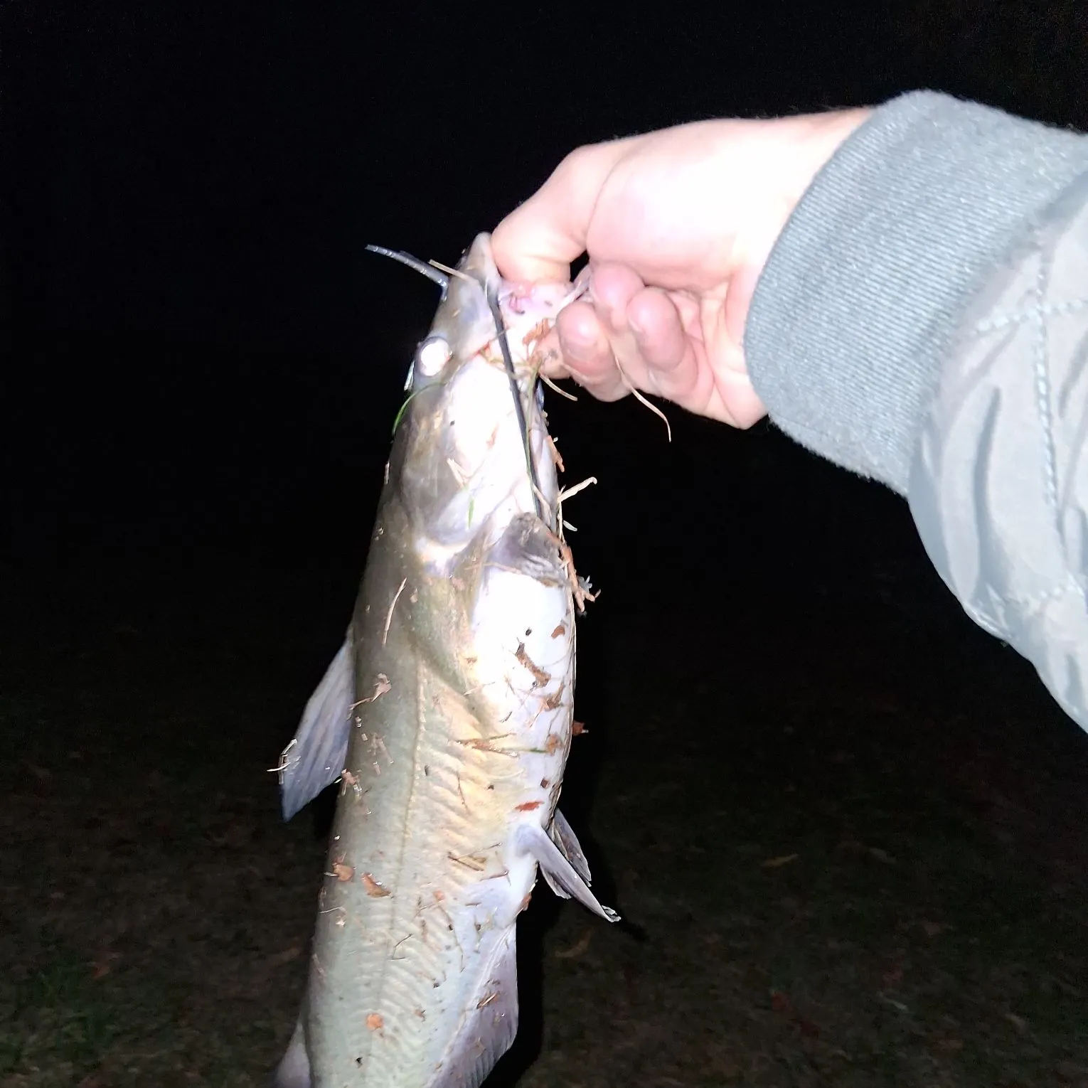 Channel catfish caught on Fishbrain