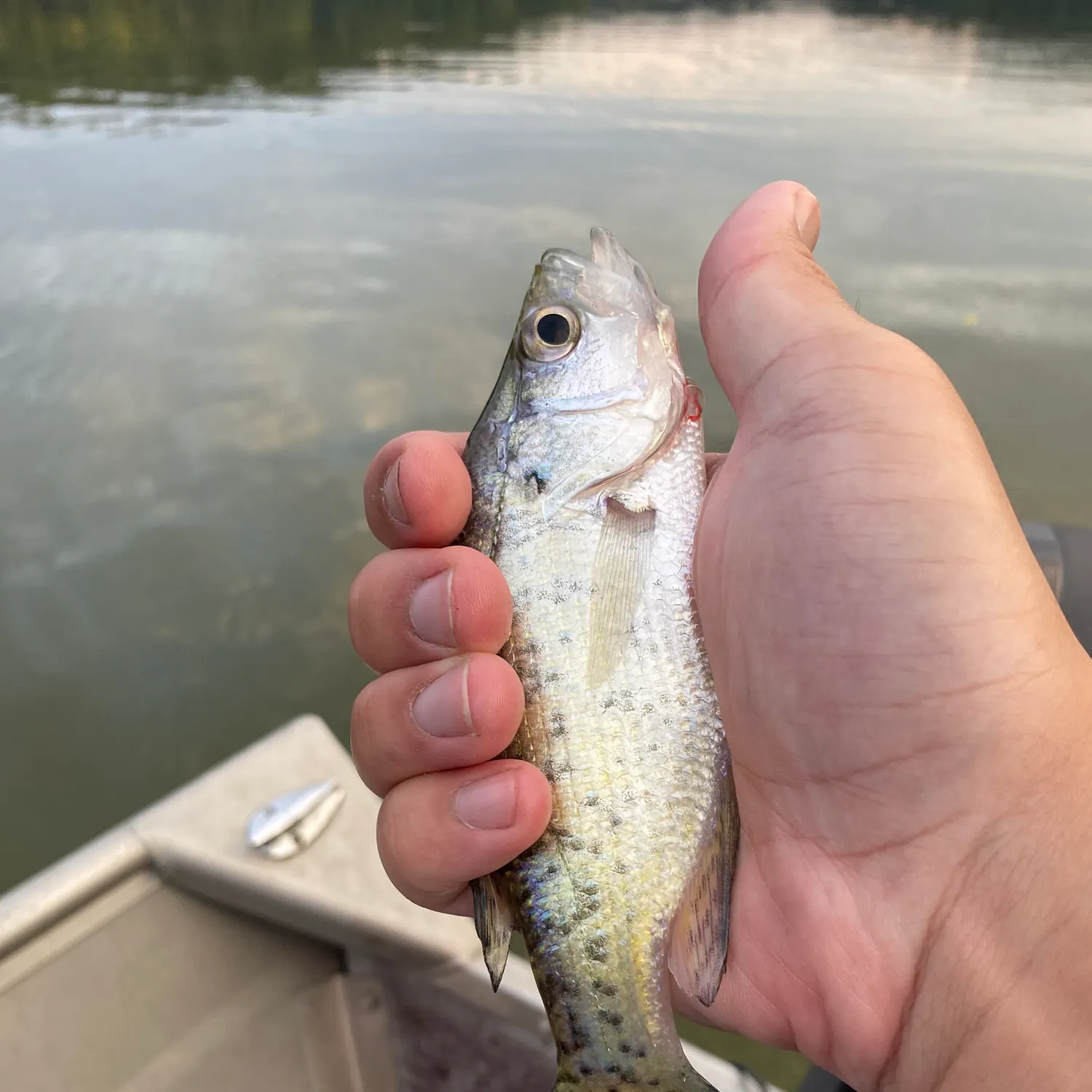White crappie caught on Fishbrain