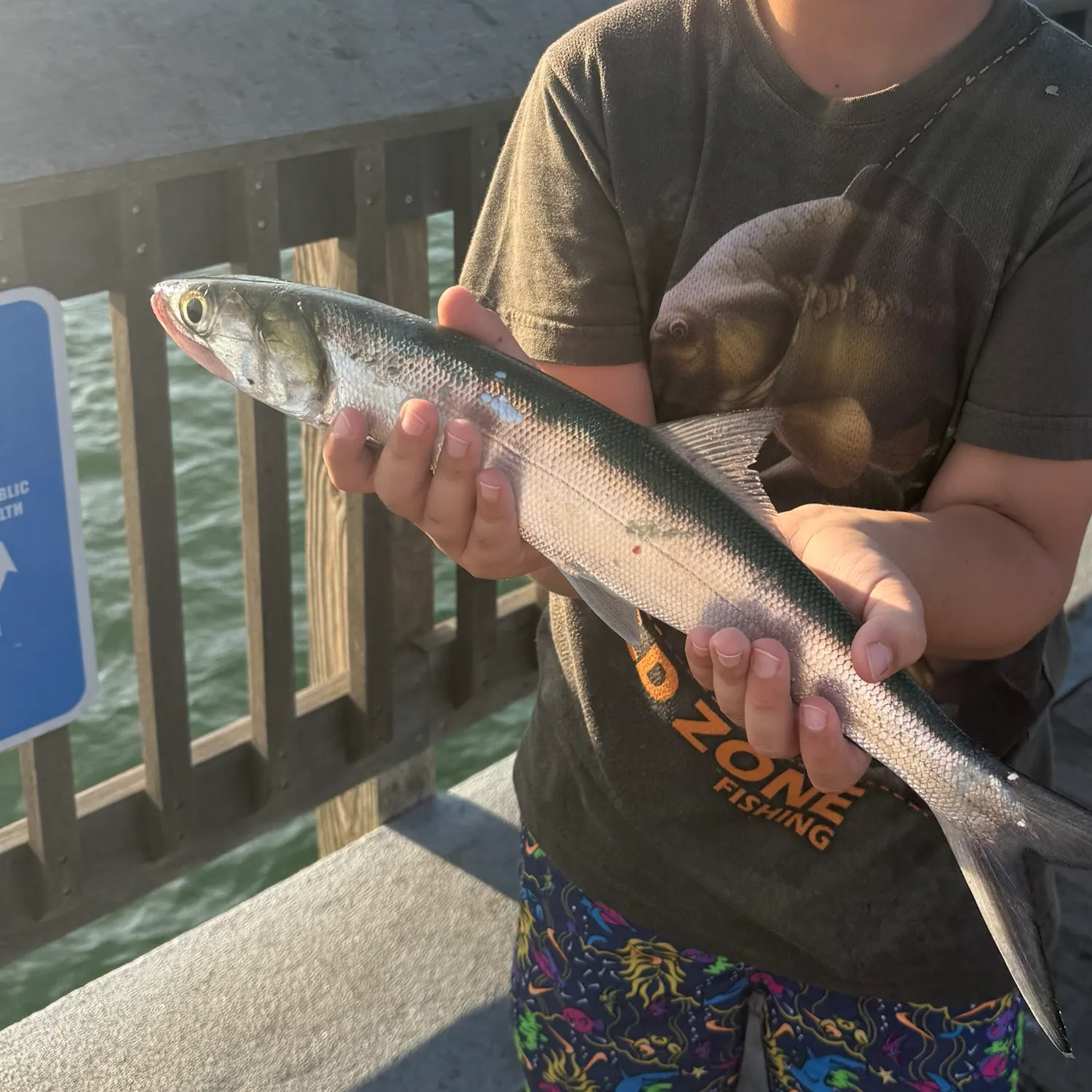 Ladyfish caught on Fishbrain