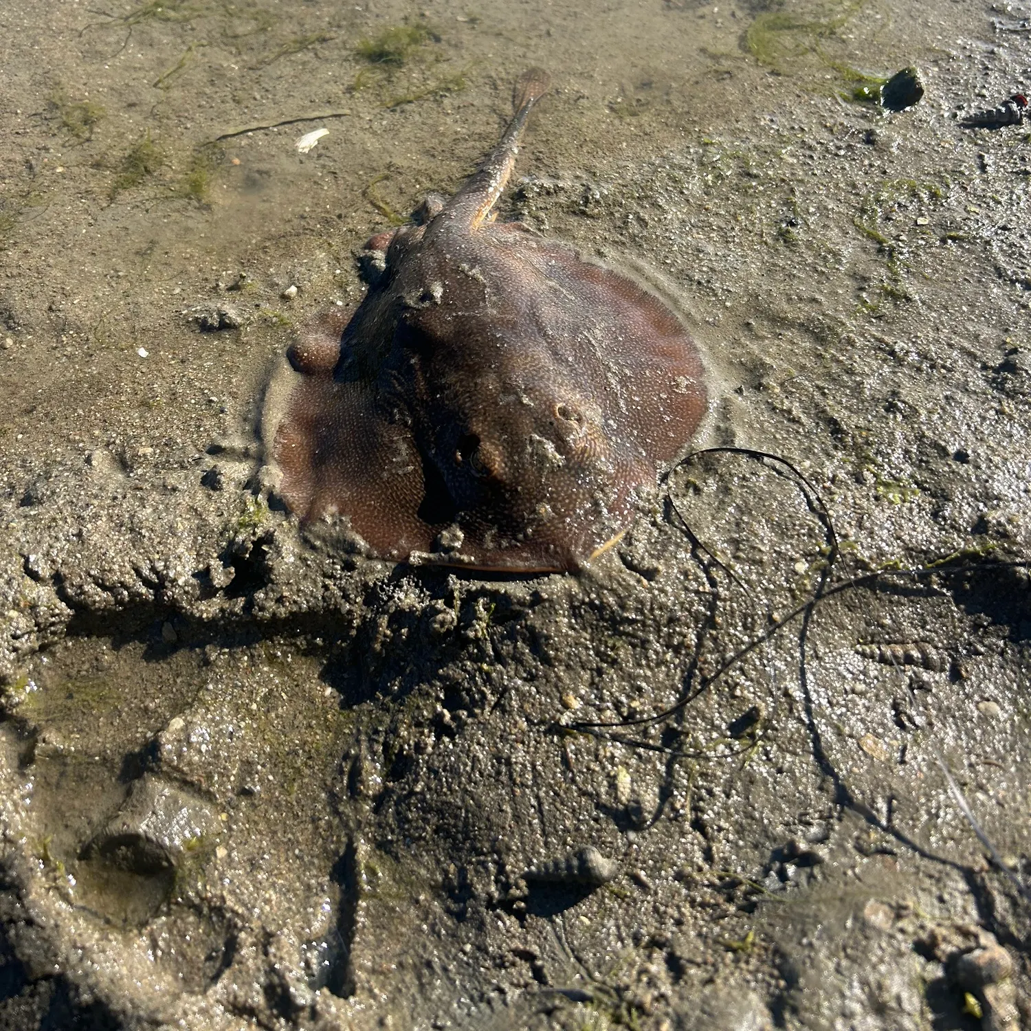The most recent Haller's round ray catches on Fishbrain