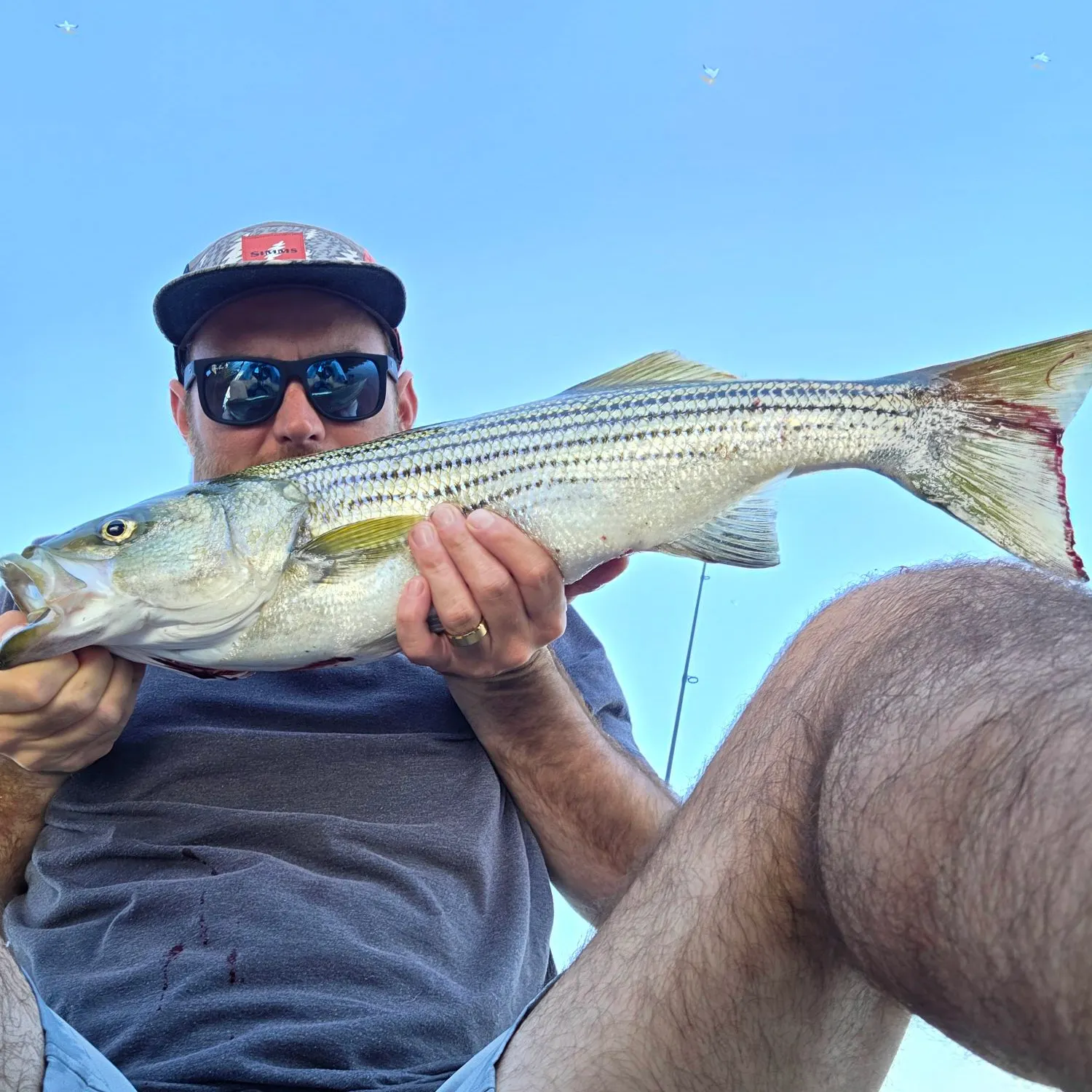 Striped bass caught on Fishbrain