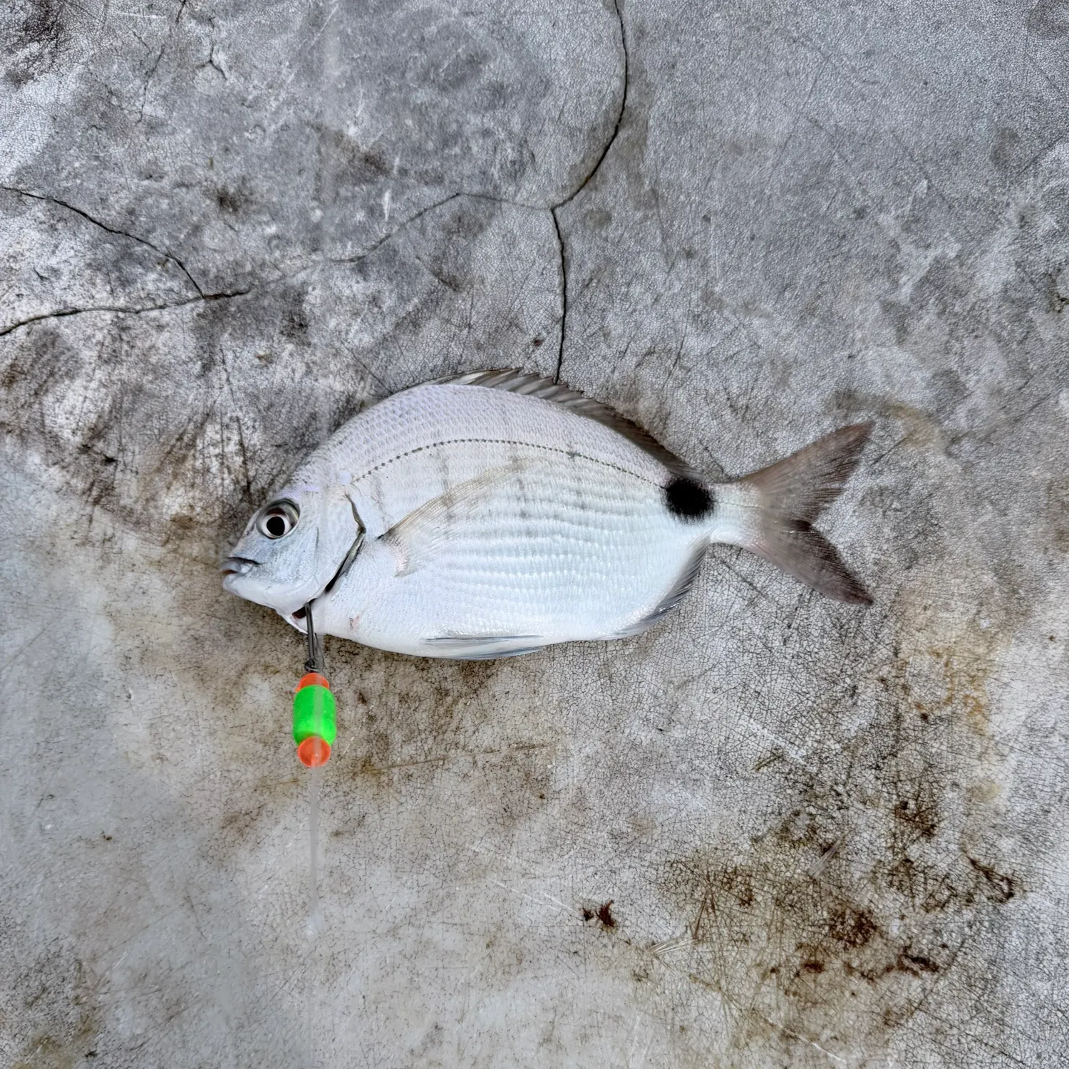 The most recent Spottail seabream catches on Fishbrain